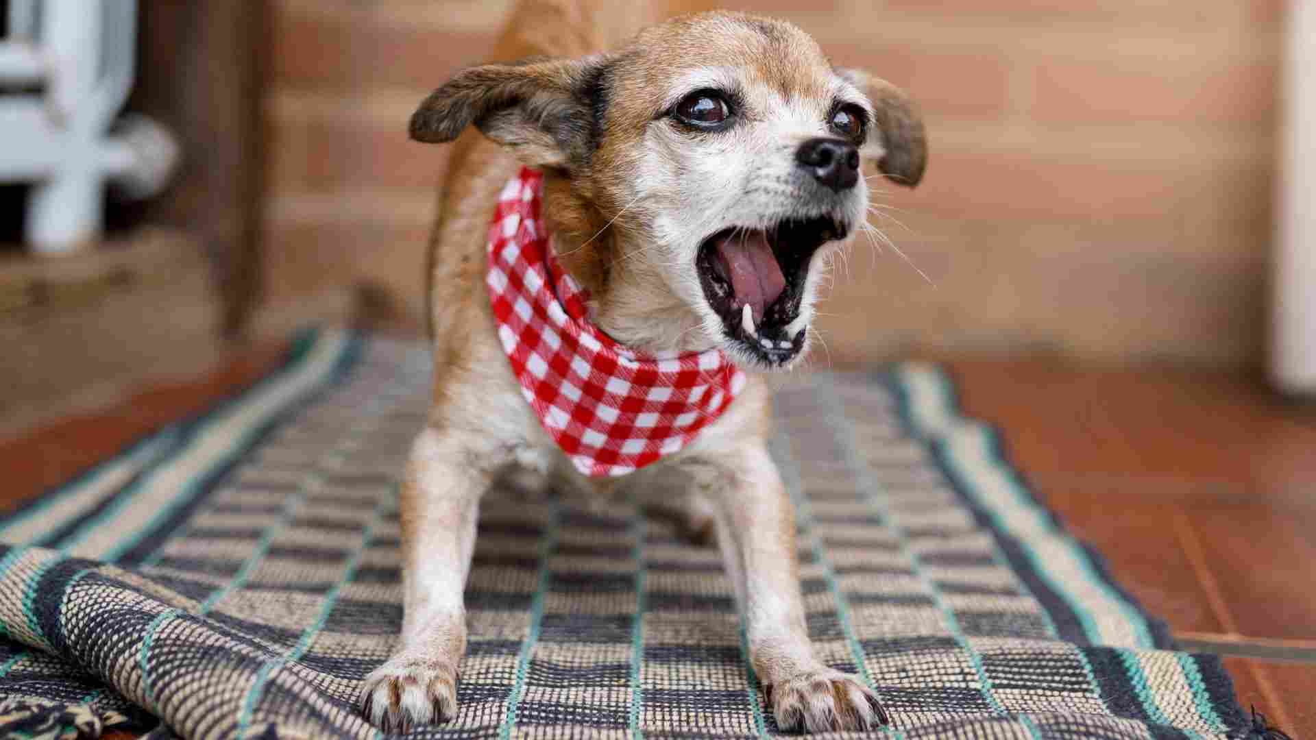 7 Worst Behaved Dog Breeds to Avoid: A Guide for Potential Owners