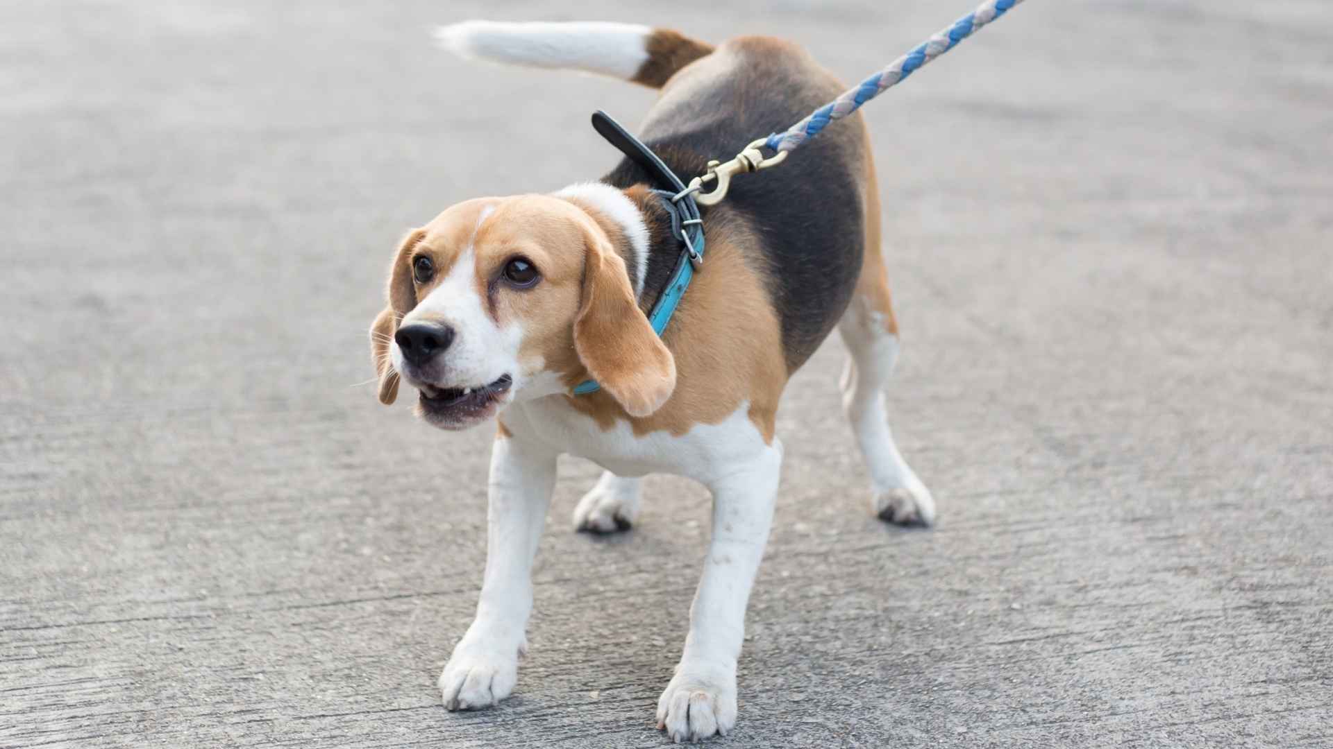 7 Worst Behaved Urban Dog Breeds
