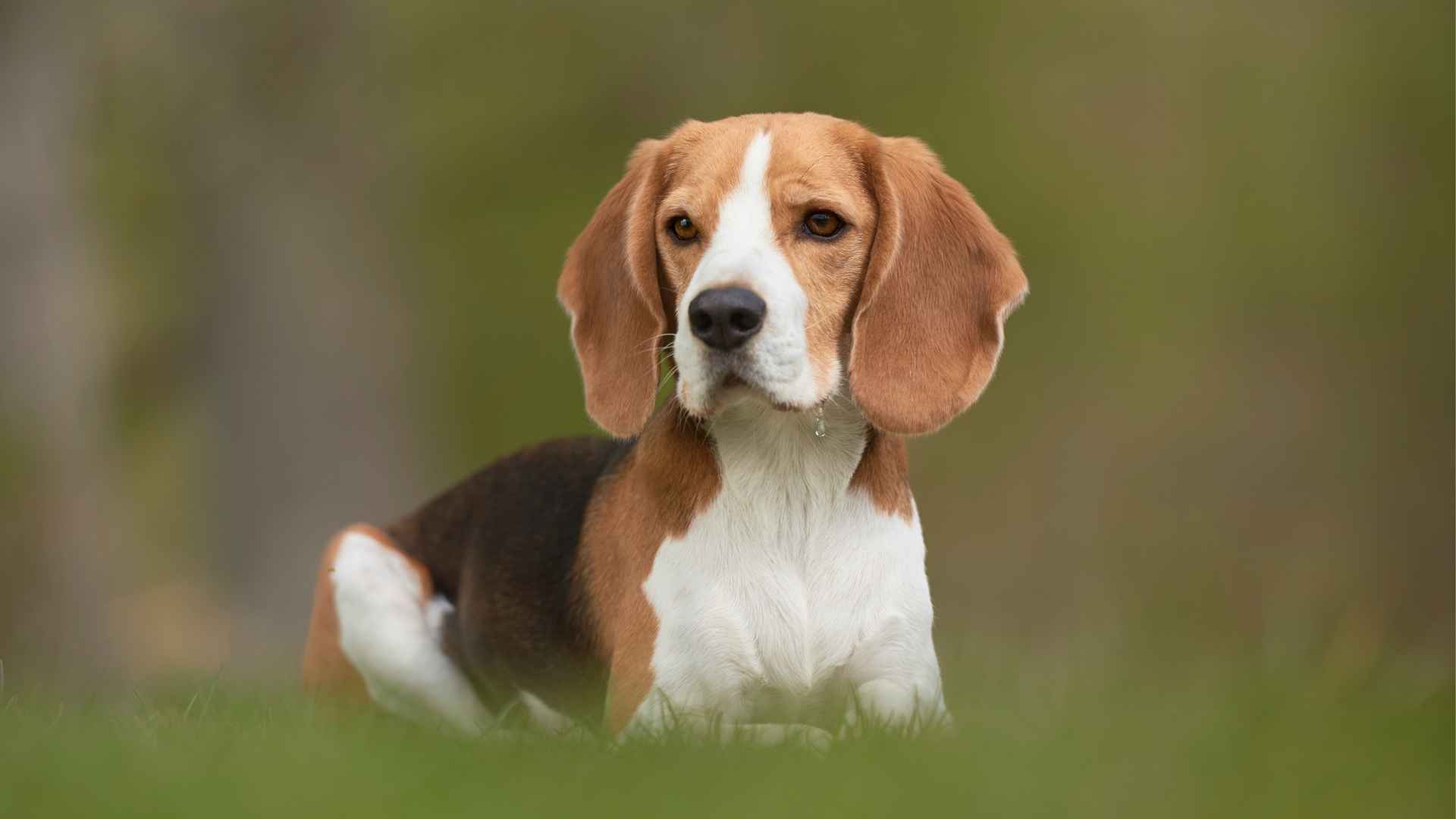 7 Worst Dog Breeds For Guarding Your Home