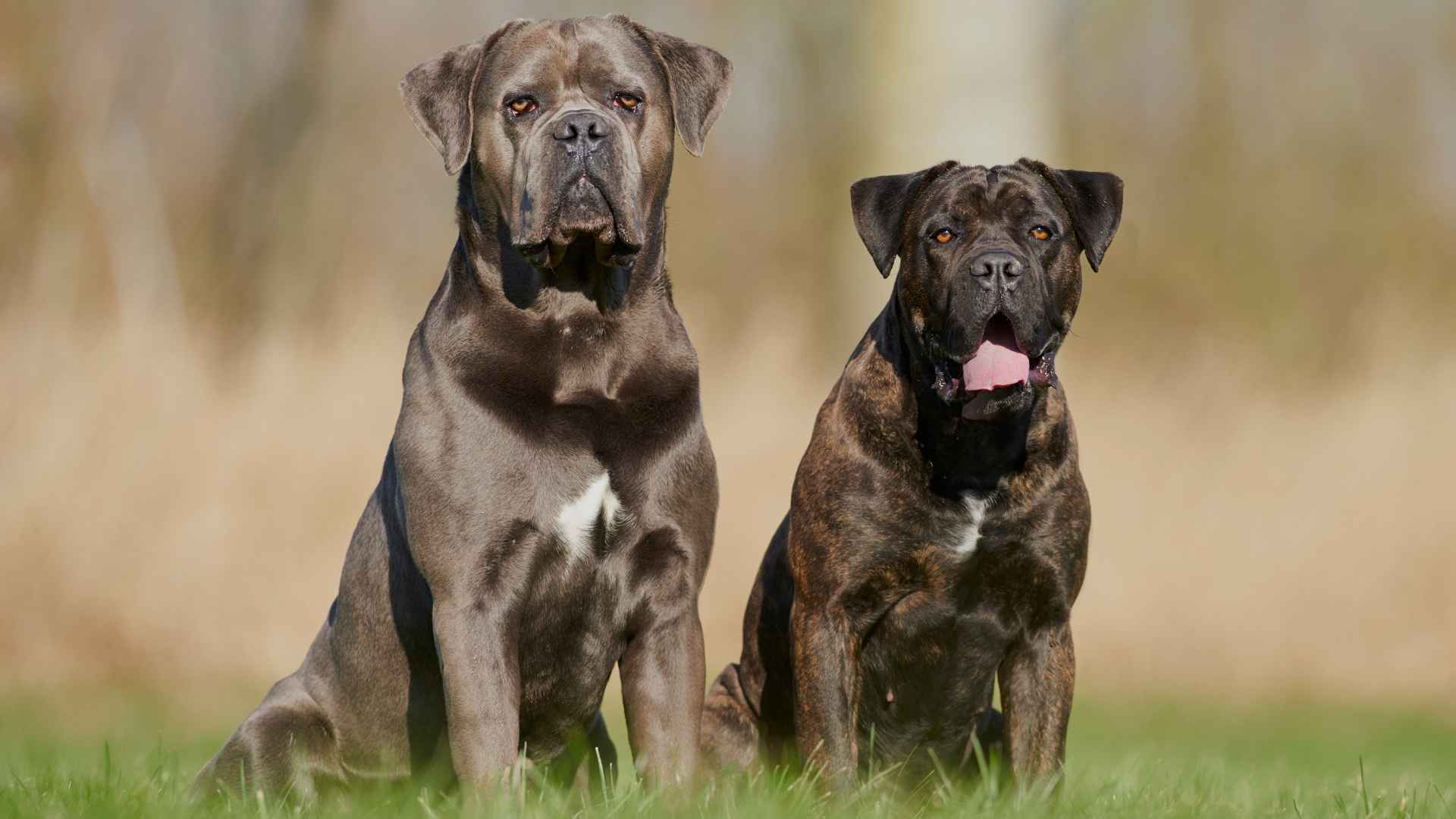 7 Worst Dog Breeds to Consider