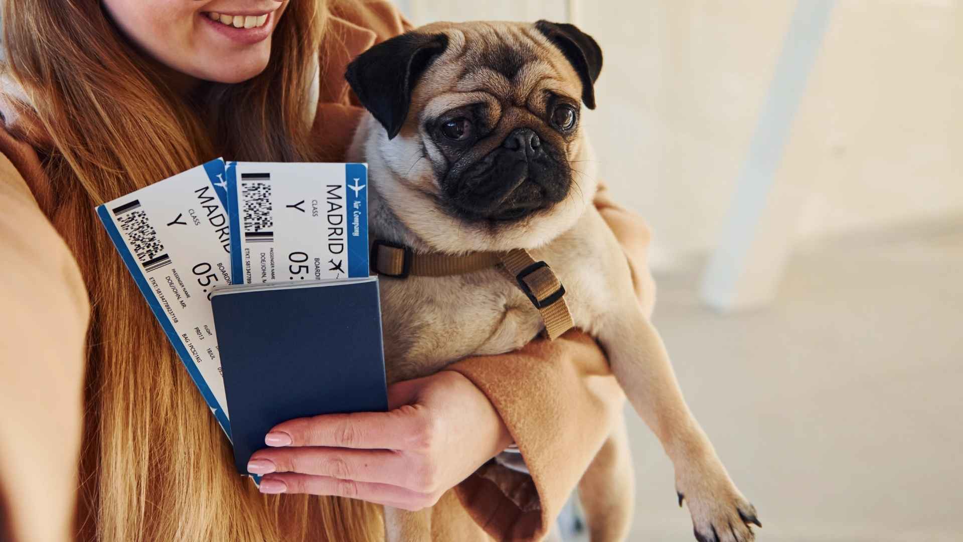 8 Best Dog Breeds For Corporate Travel