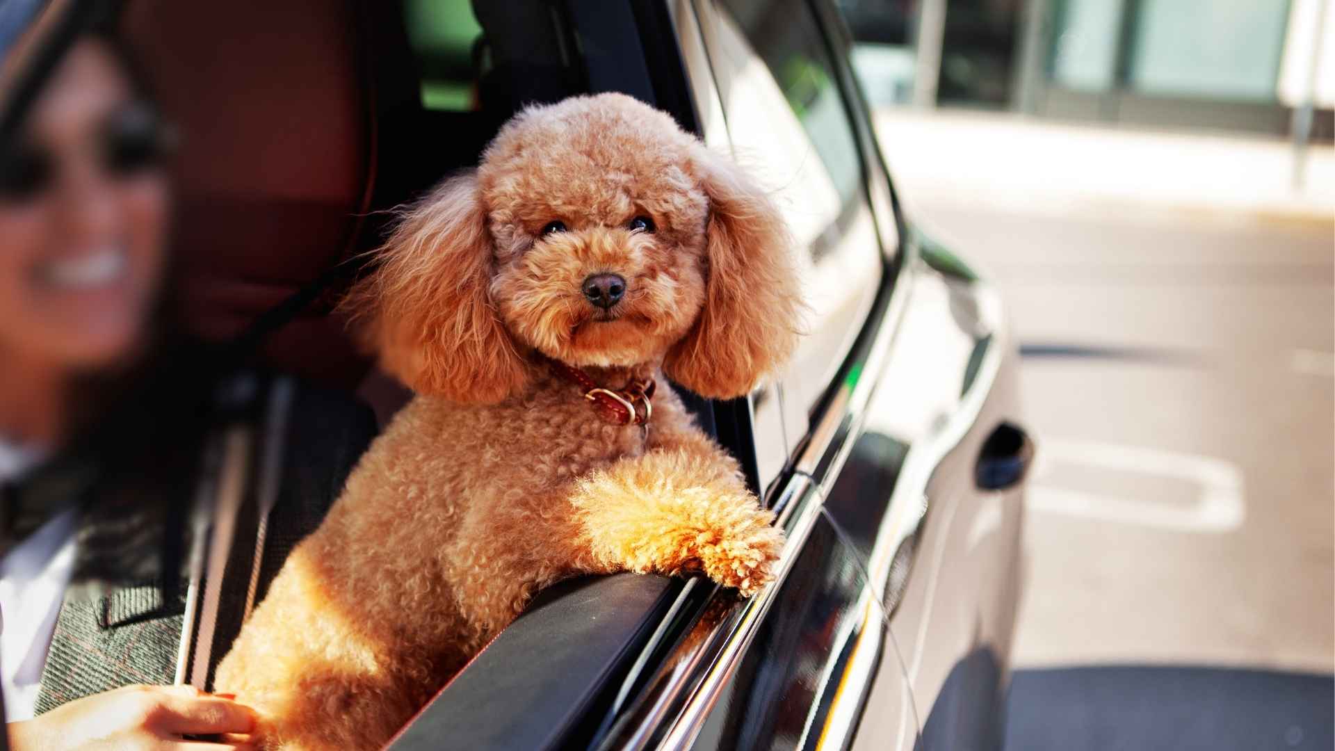 8 Best Small Dog Breeds For Travel Enthusiasts