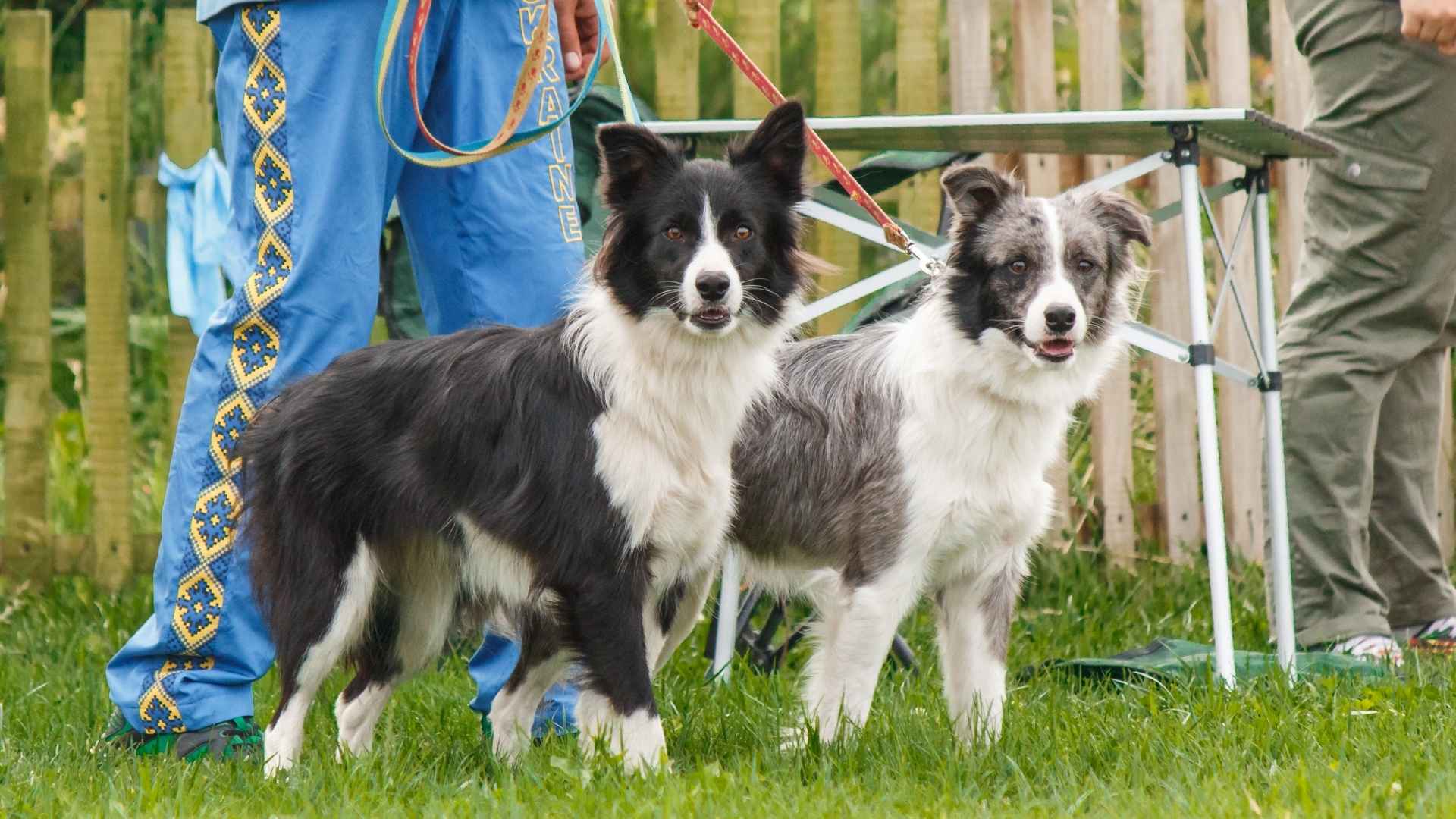8 Cleverest Dog Breeds For Curious Minds