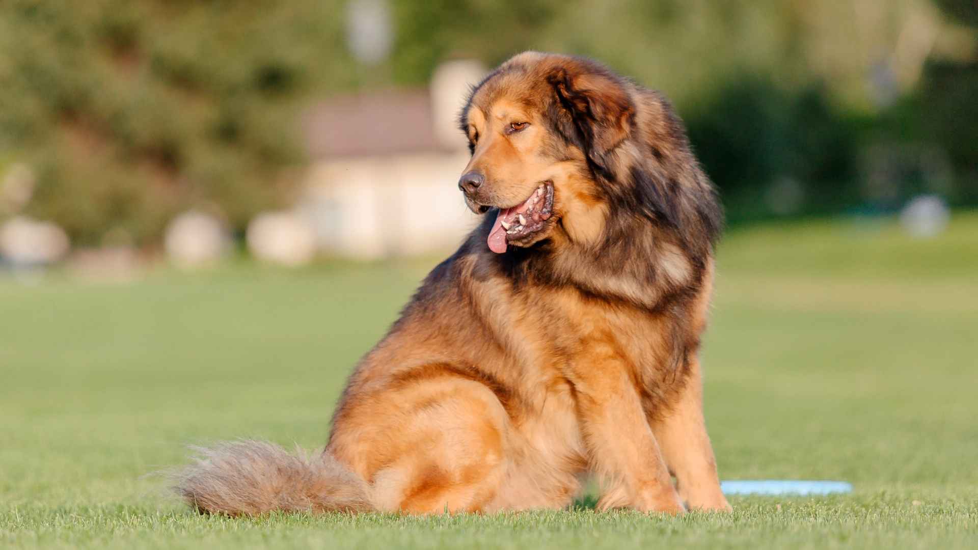 8 Coolest Dog Breeds Surprising Everyone