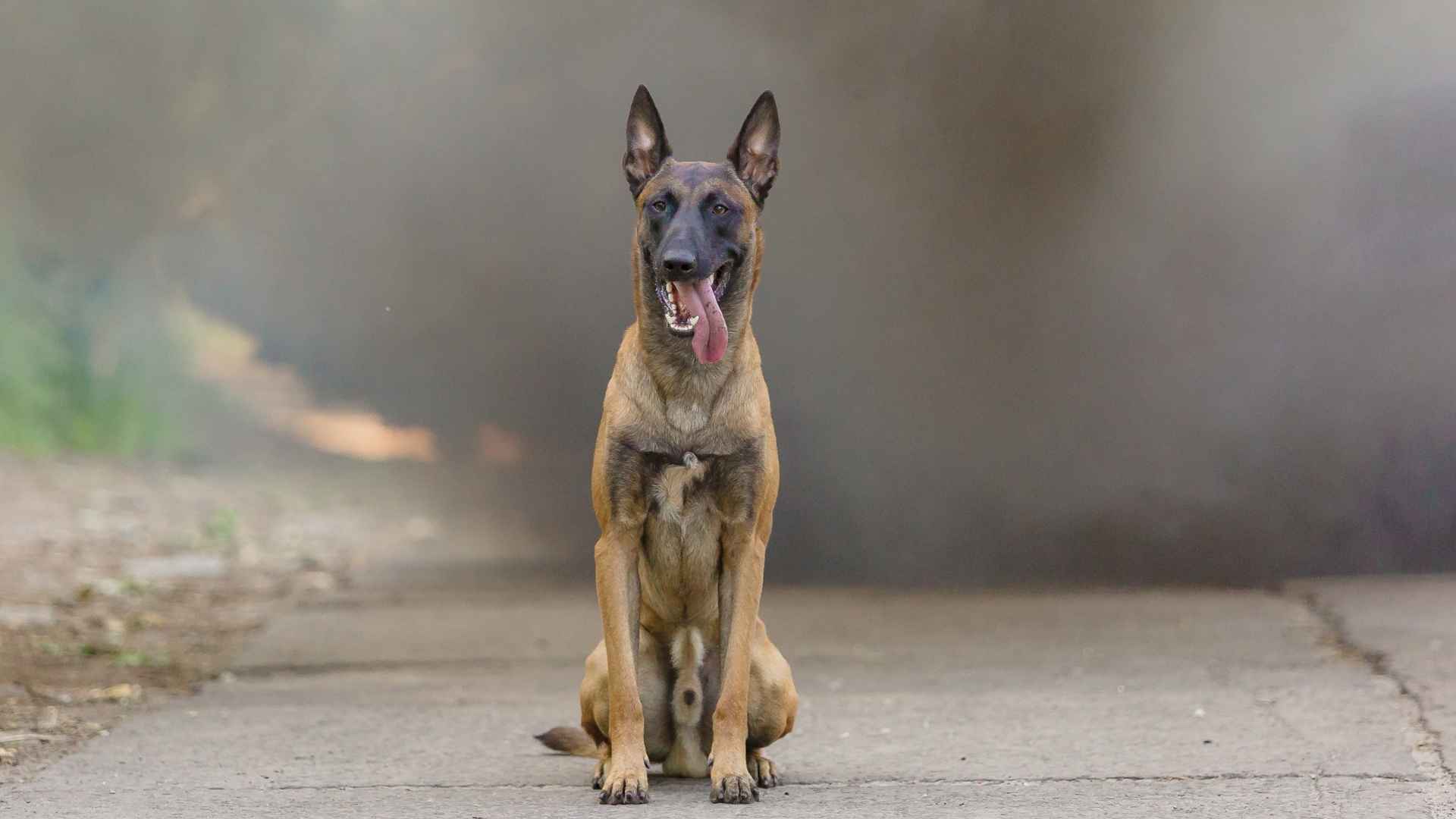 8 Legendary Brave Dog Breeds That Fear No Evil Top Champions of Courage
