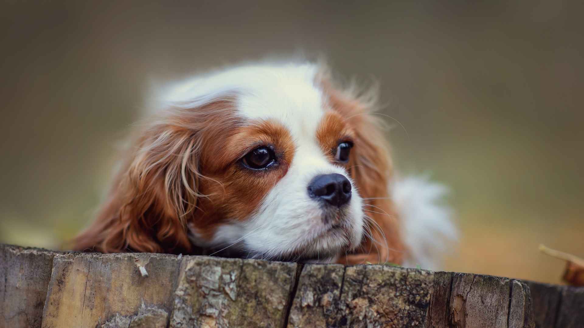 8 Most Emotional Dog Breeds Filling Vacuum Of Loneliness