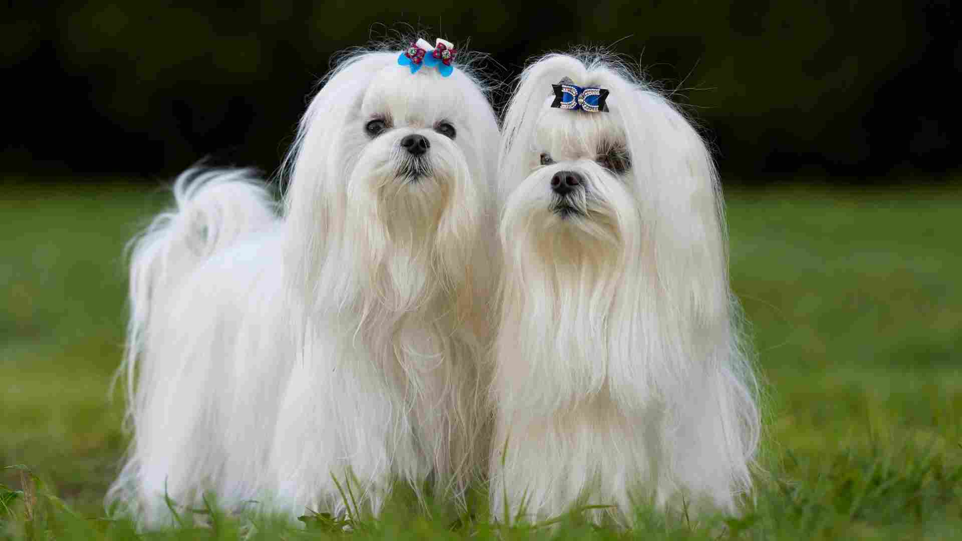 8 Most Popular Tiny Dog Breeds Under 12 Pounds
