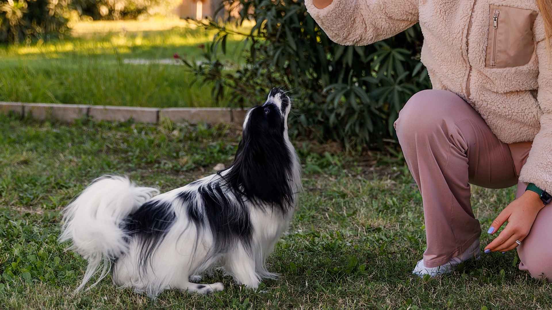 8 Most Trusted Intelligent Dog Breeds By Experts