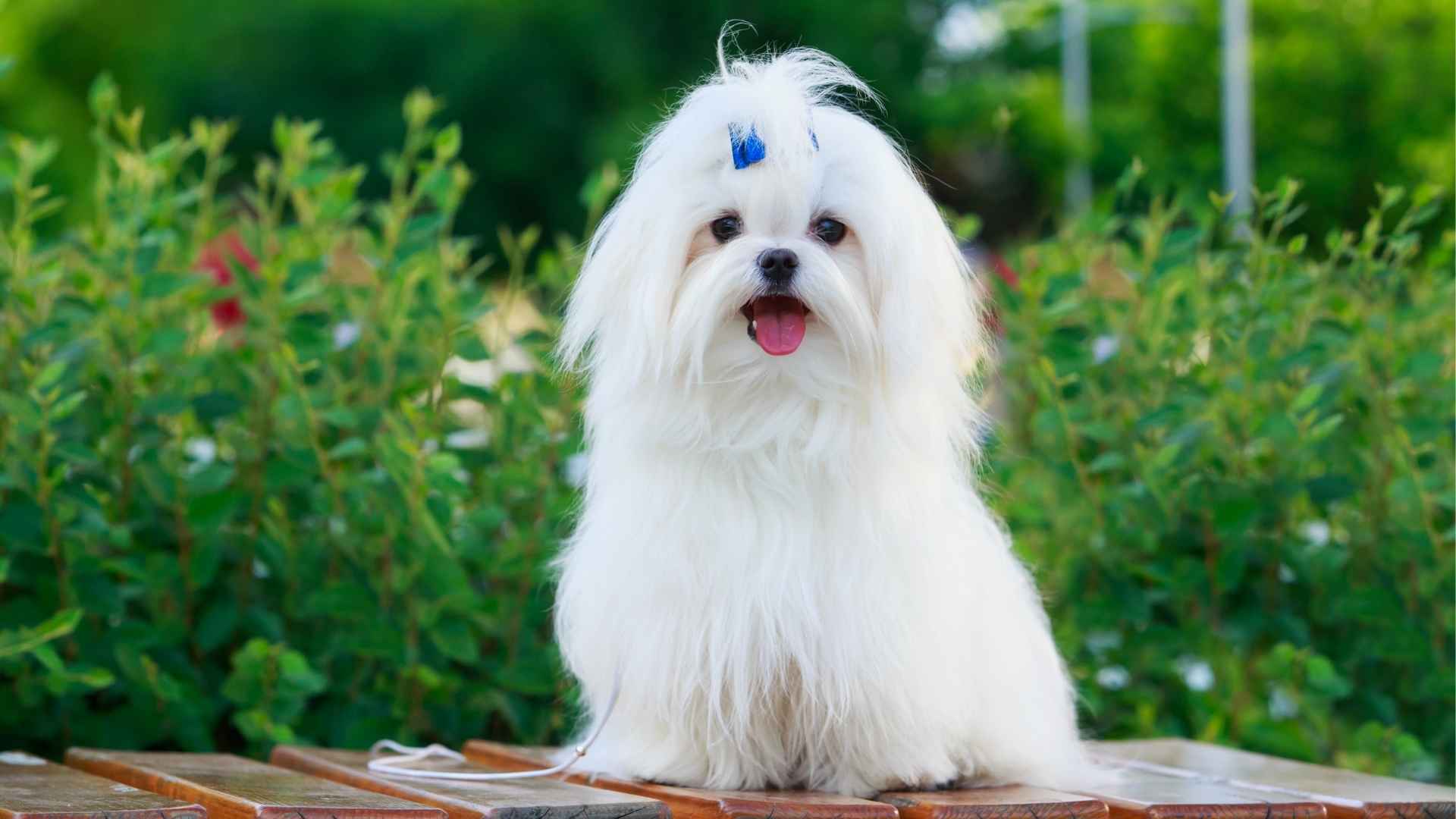8 Tiny Dog Breeds With Long Life Spans