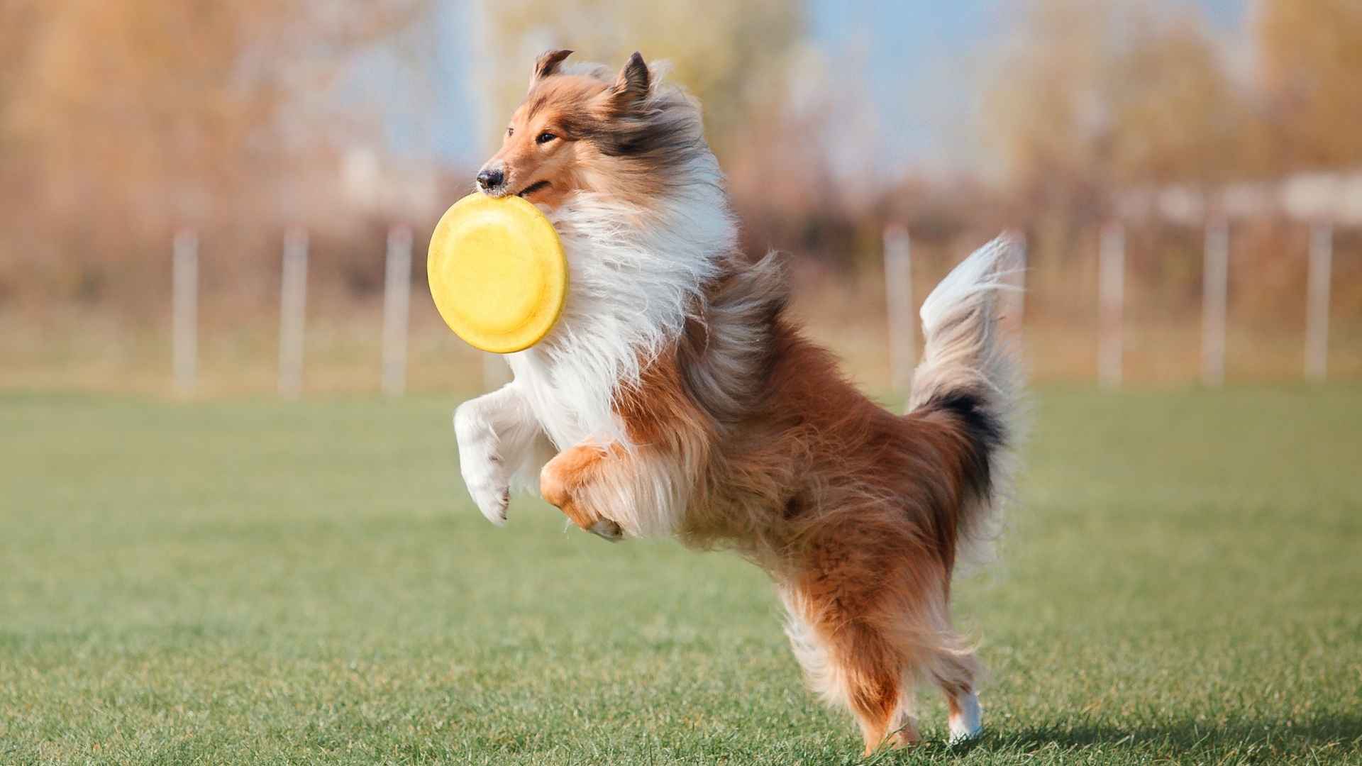 9 Best Clever Dog Breeds For Fast Thinkers