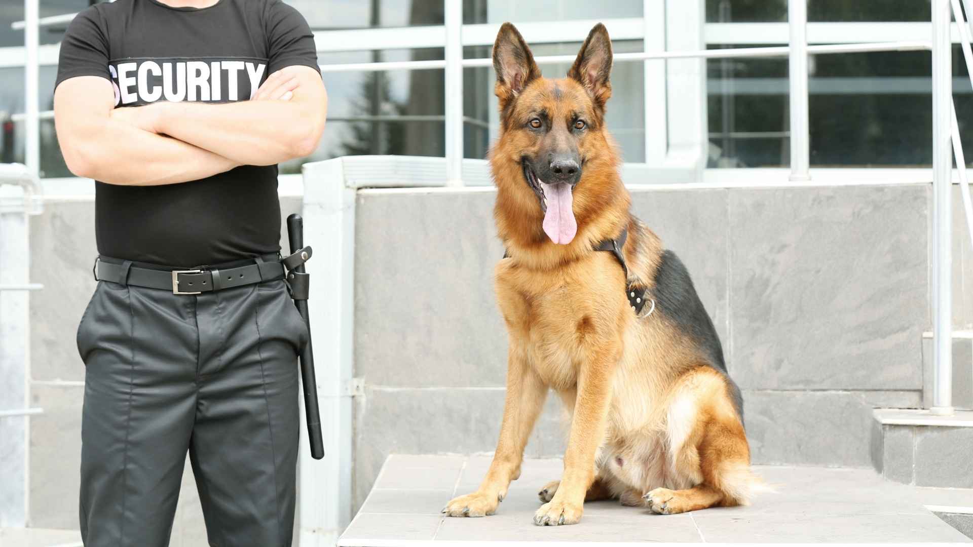 9 Best Dog Breeds For Bodyguard Duties