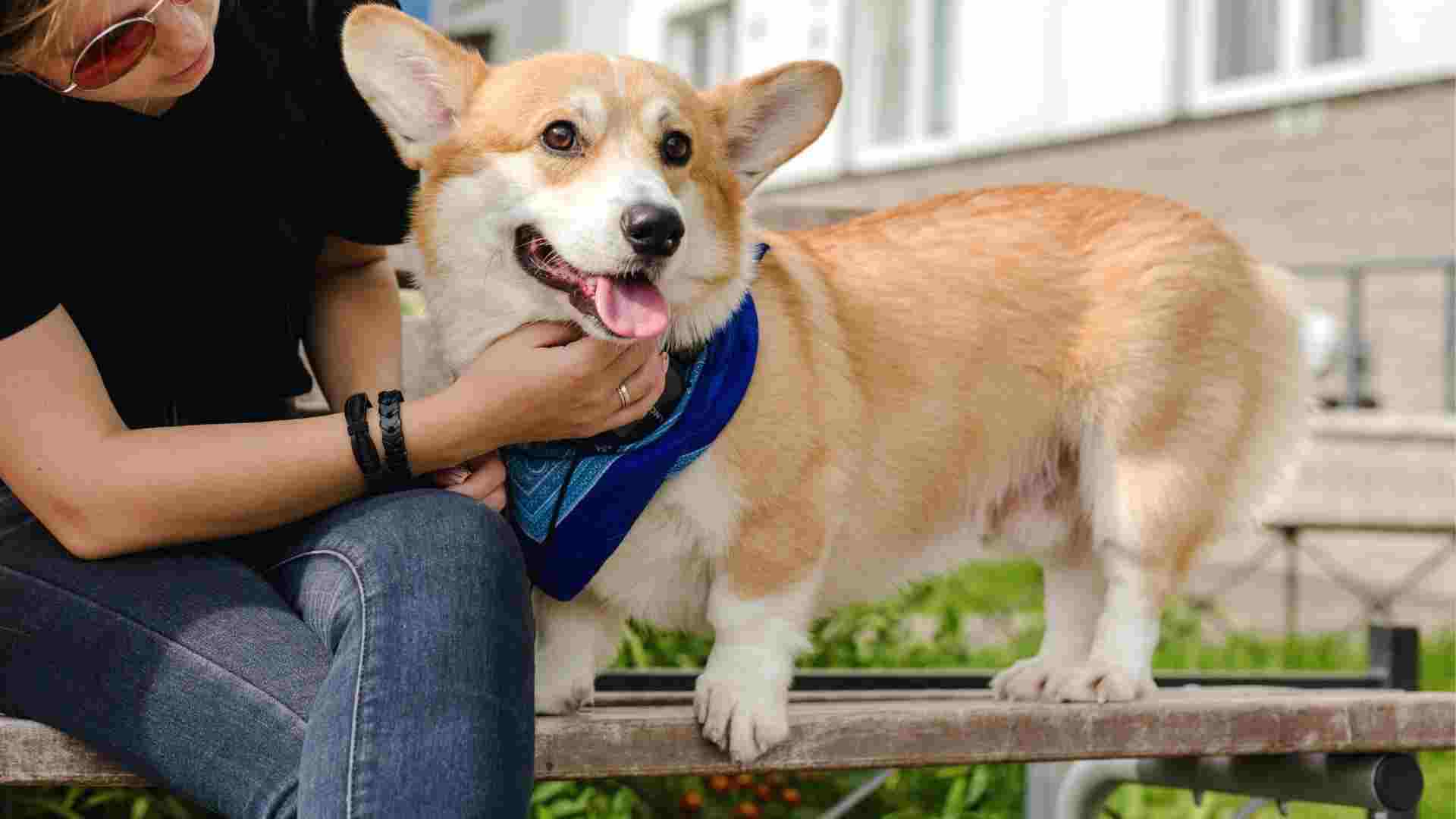 9 Best Dog Breeds For Deep Connection