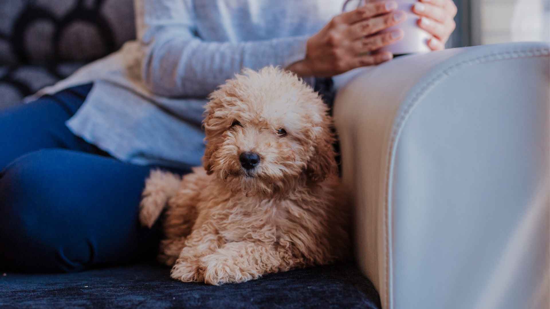 9 Best Dog Breeds In The World: Which Is Right For You?