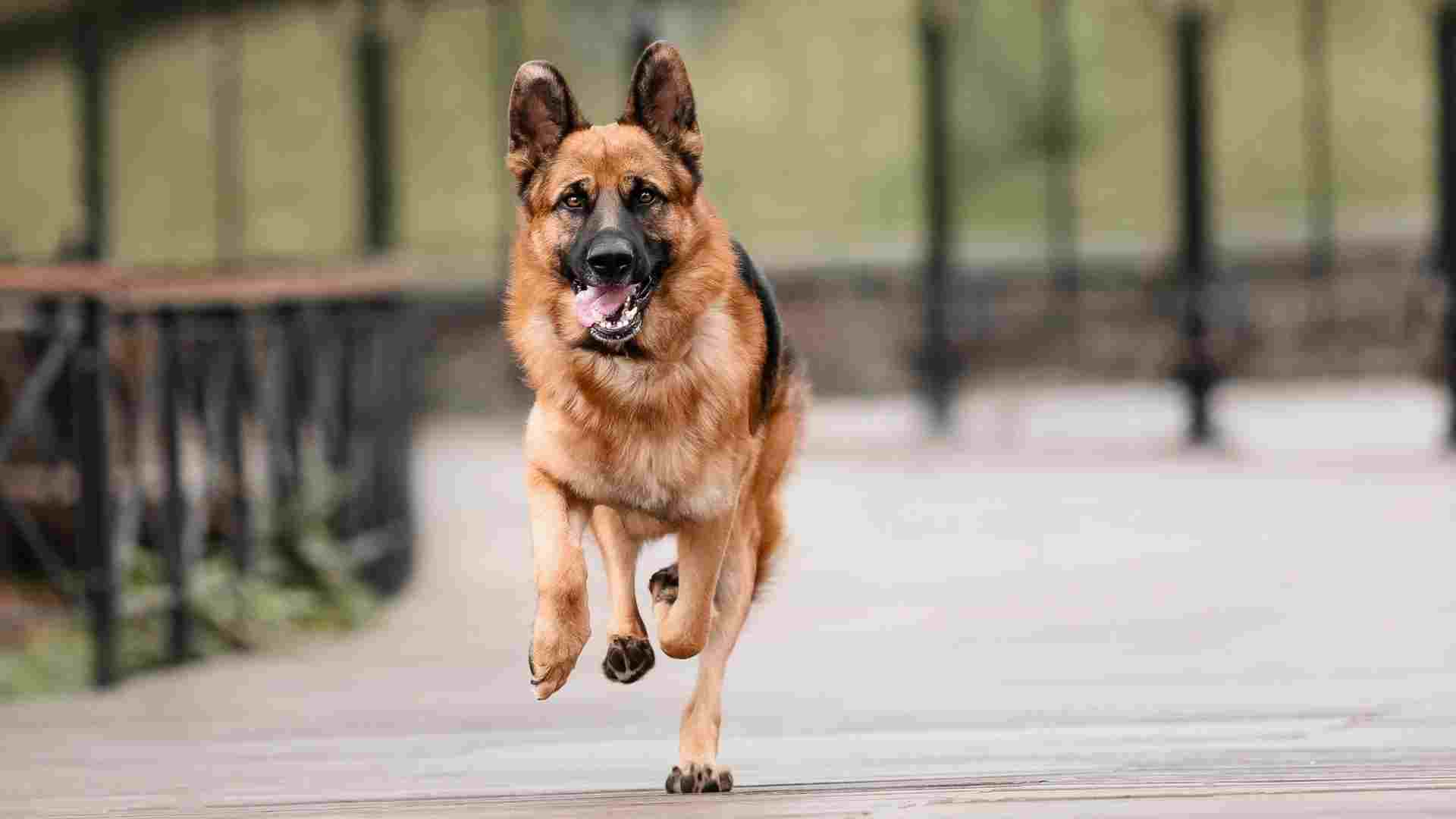 9 Best Dog Breeds Known For Endless Dedication