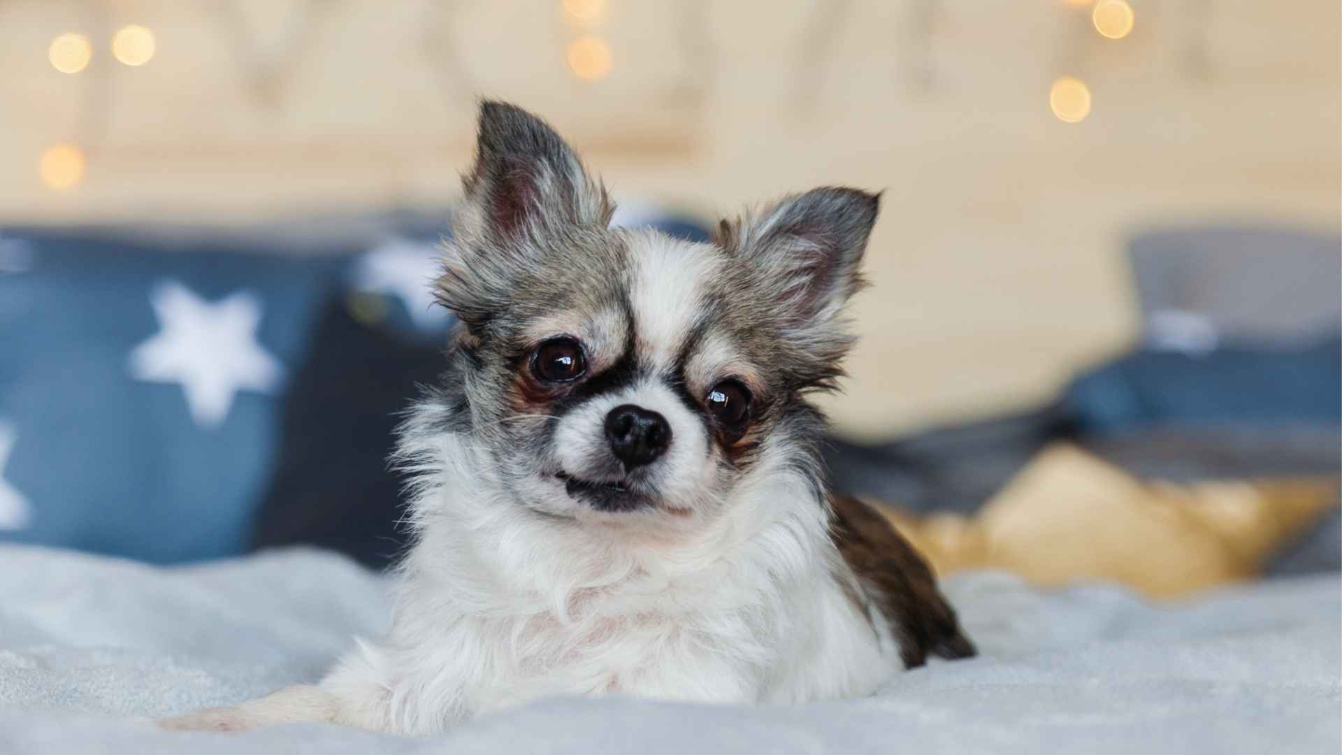 9 Best Dog Breeds That Don’t Mind Staying Alone