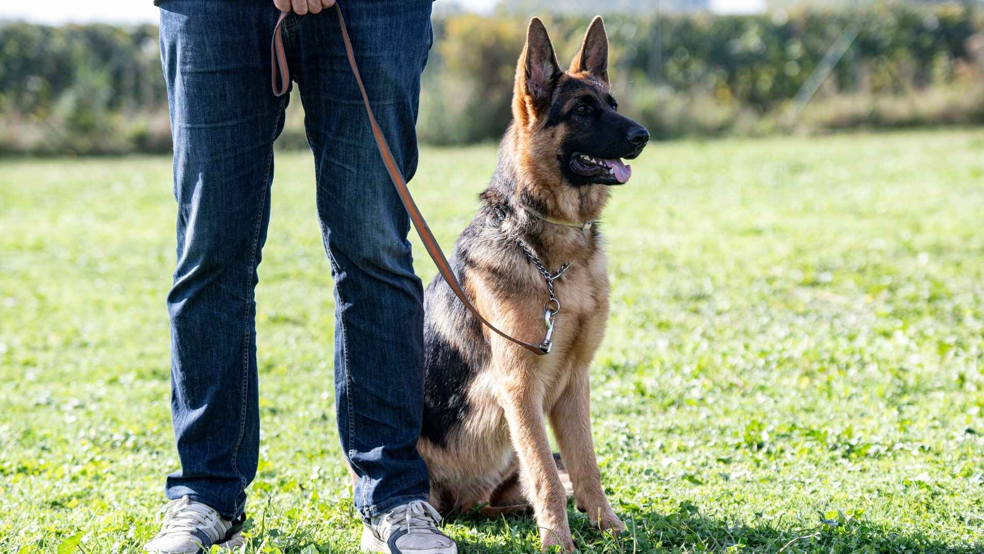 9 Best Dog Breeds Trusted As Lifelong Guardians