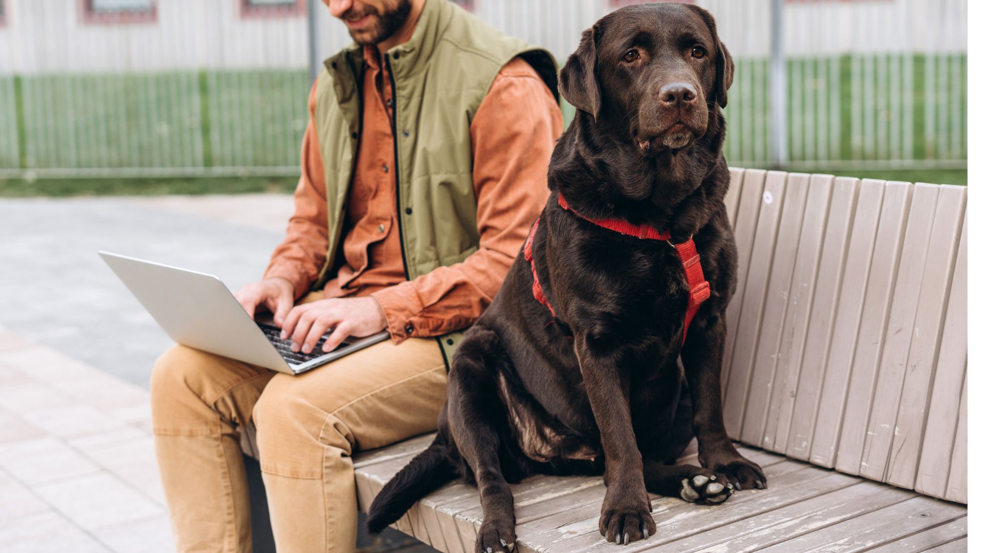 9 Best Dog Breeds When You Work Long Hours