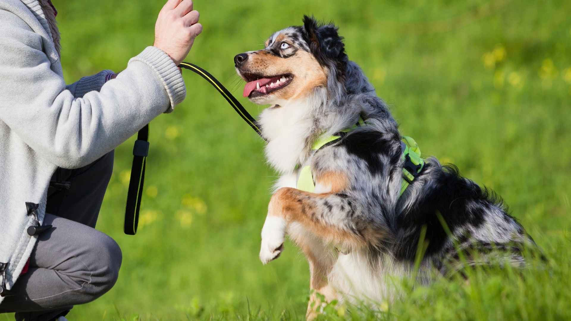 9 Best Dog Breeds for Unbreakable Bonds
