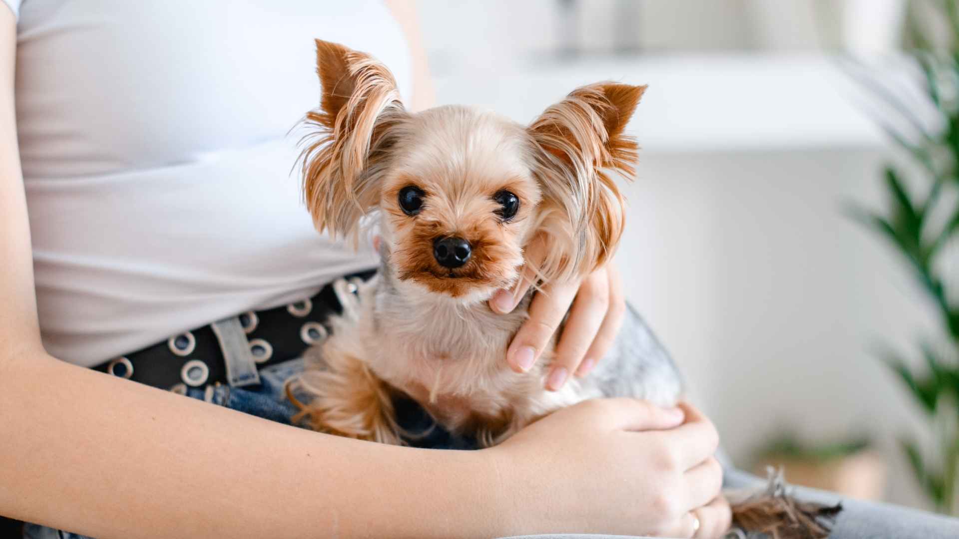 9 Best Loyal Dog Breeds for Lifelong Friendship