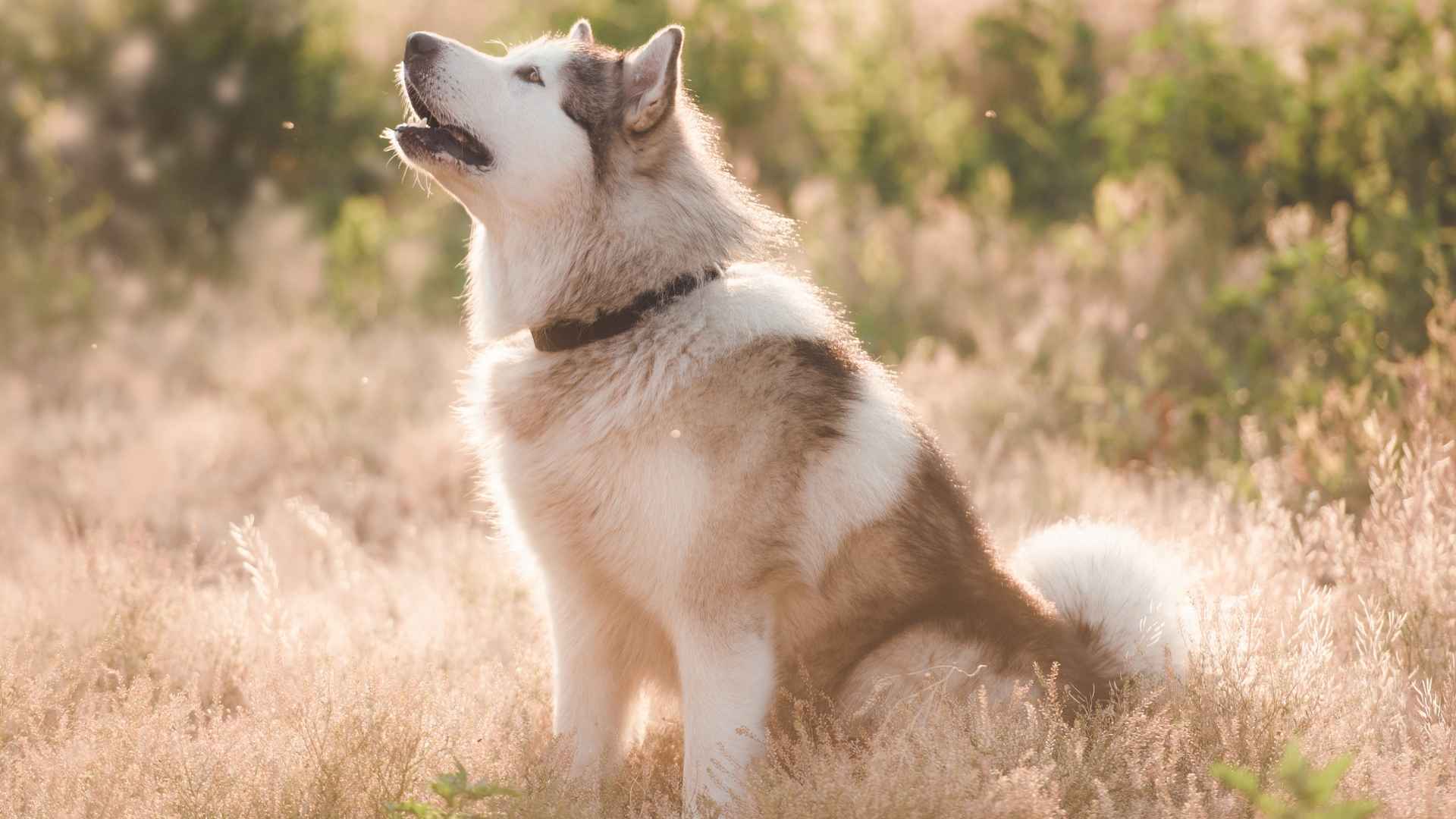 9 Best Most Annoying Barks From Dog Breeds