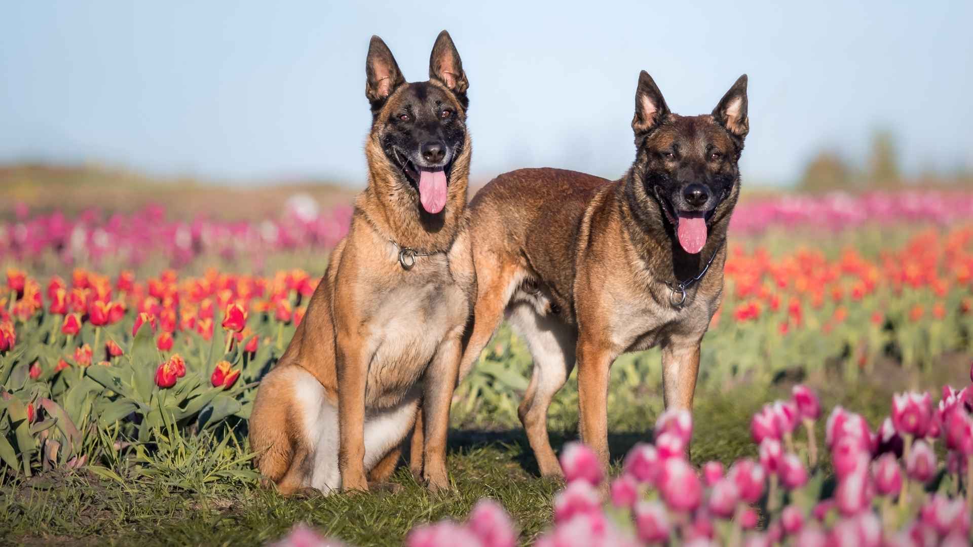 9 Best Muscular Dog Breeds For A Bold And Fierce Presence