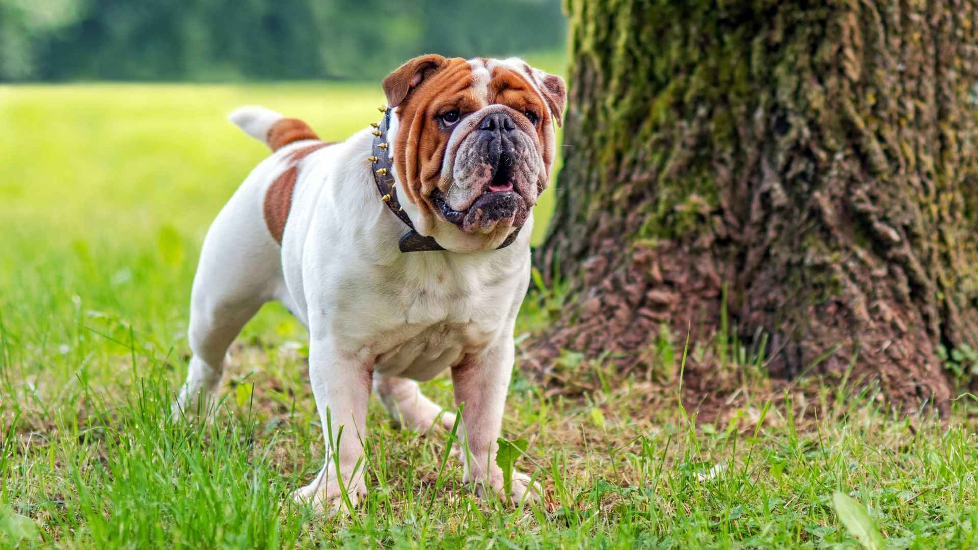9 Best Quiet Dog Breeds that Bark Only When Necessary