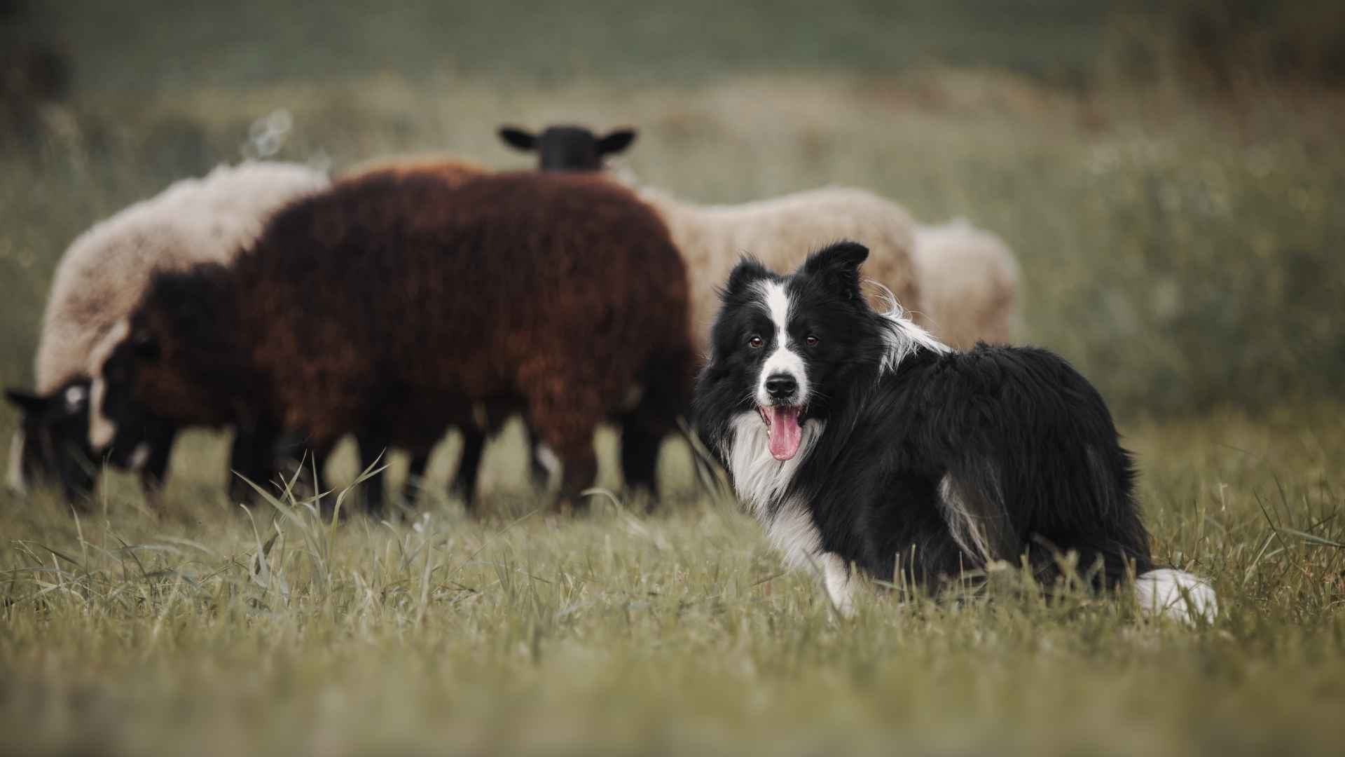9 Best Smart Dog Breeds for Working Environments