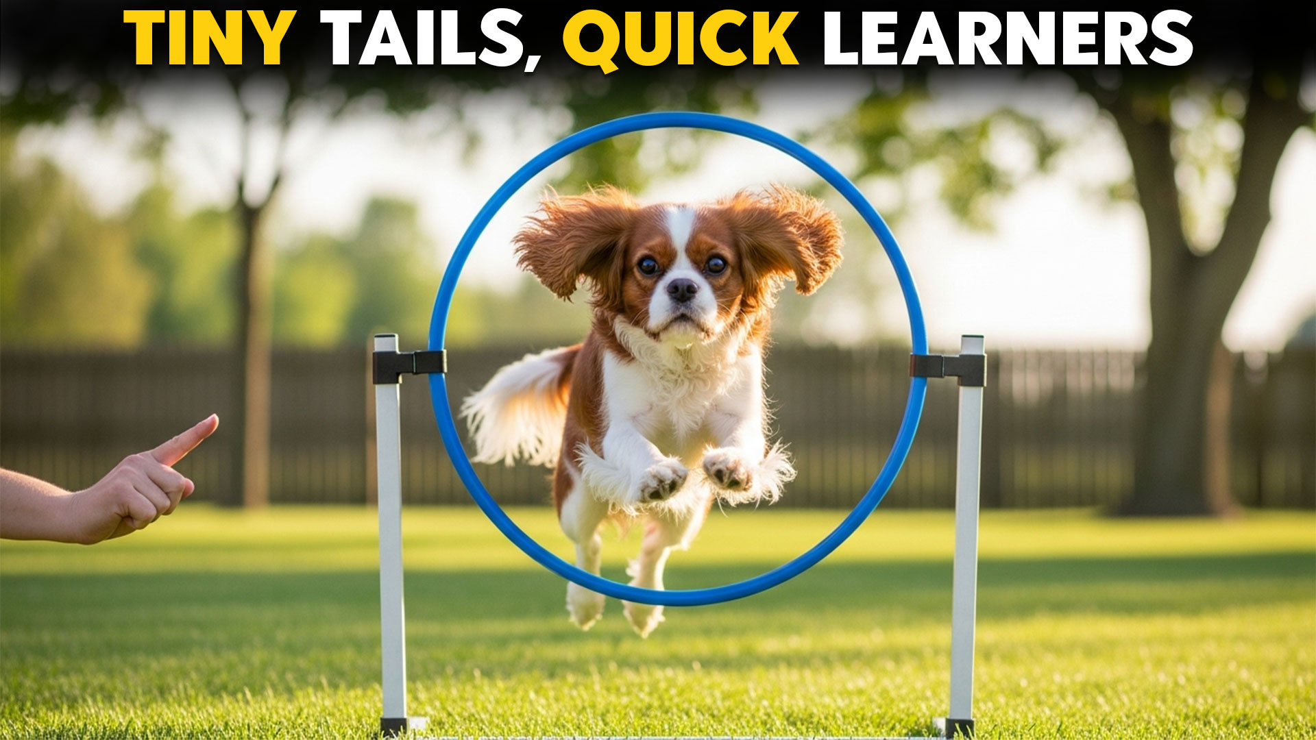 9-Best-Toy-Breeds-Known-For-Being-Easy-Trainable