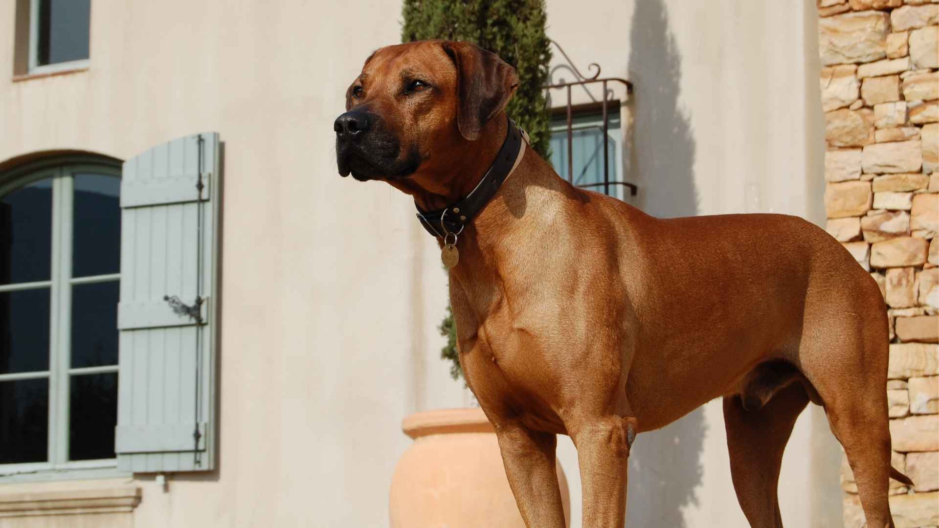 9 Best Watch Dog Breeds To Keep Your House Safe