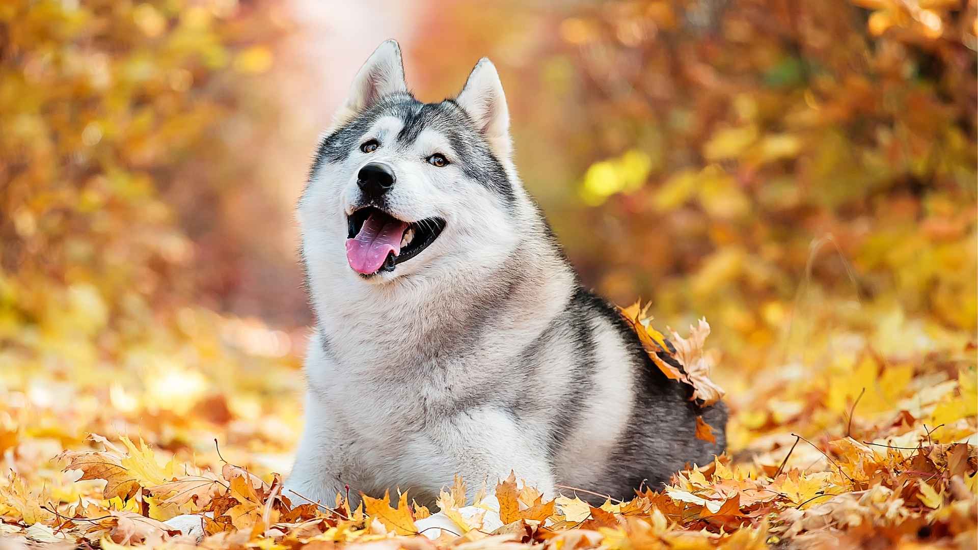 9 Coolest Dog Breeds Attracting Attention Everywhere