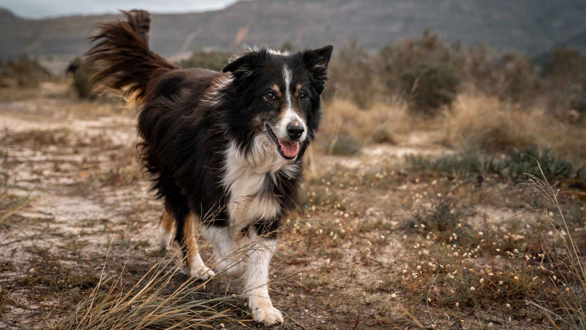 9 Coolest Dog Breeds for Brilliant Minds