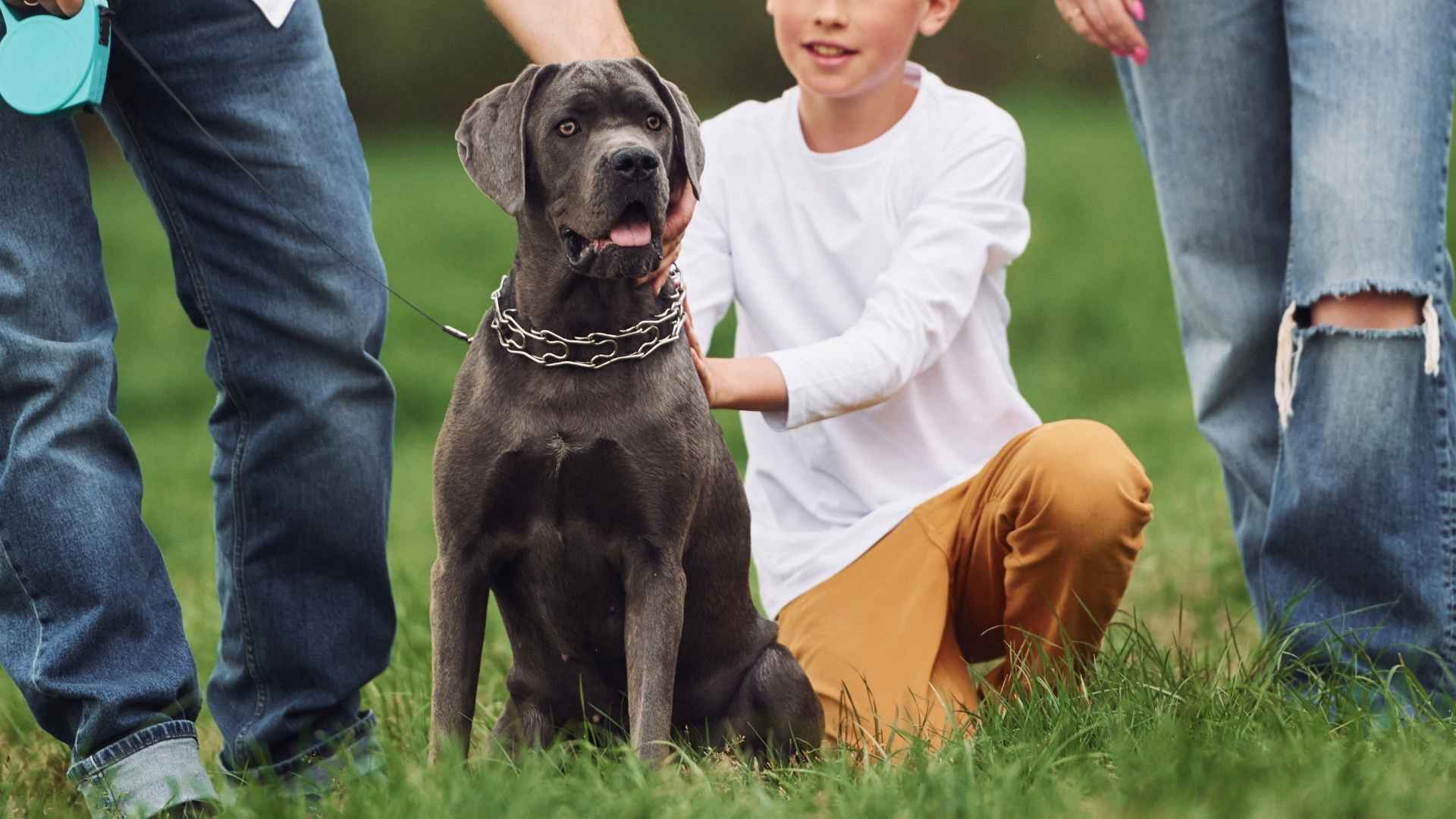 9 Dedicated Dog Breeds Perfect for Family Protection