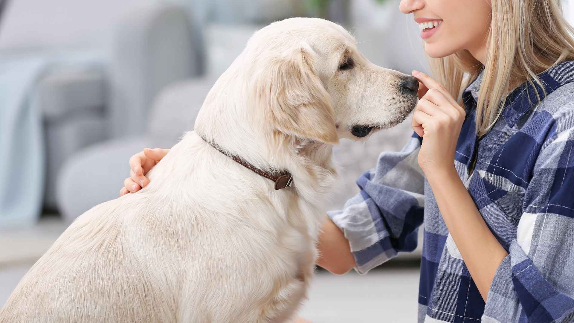 9 Dog Breeds Are Born to Love You