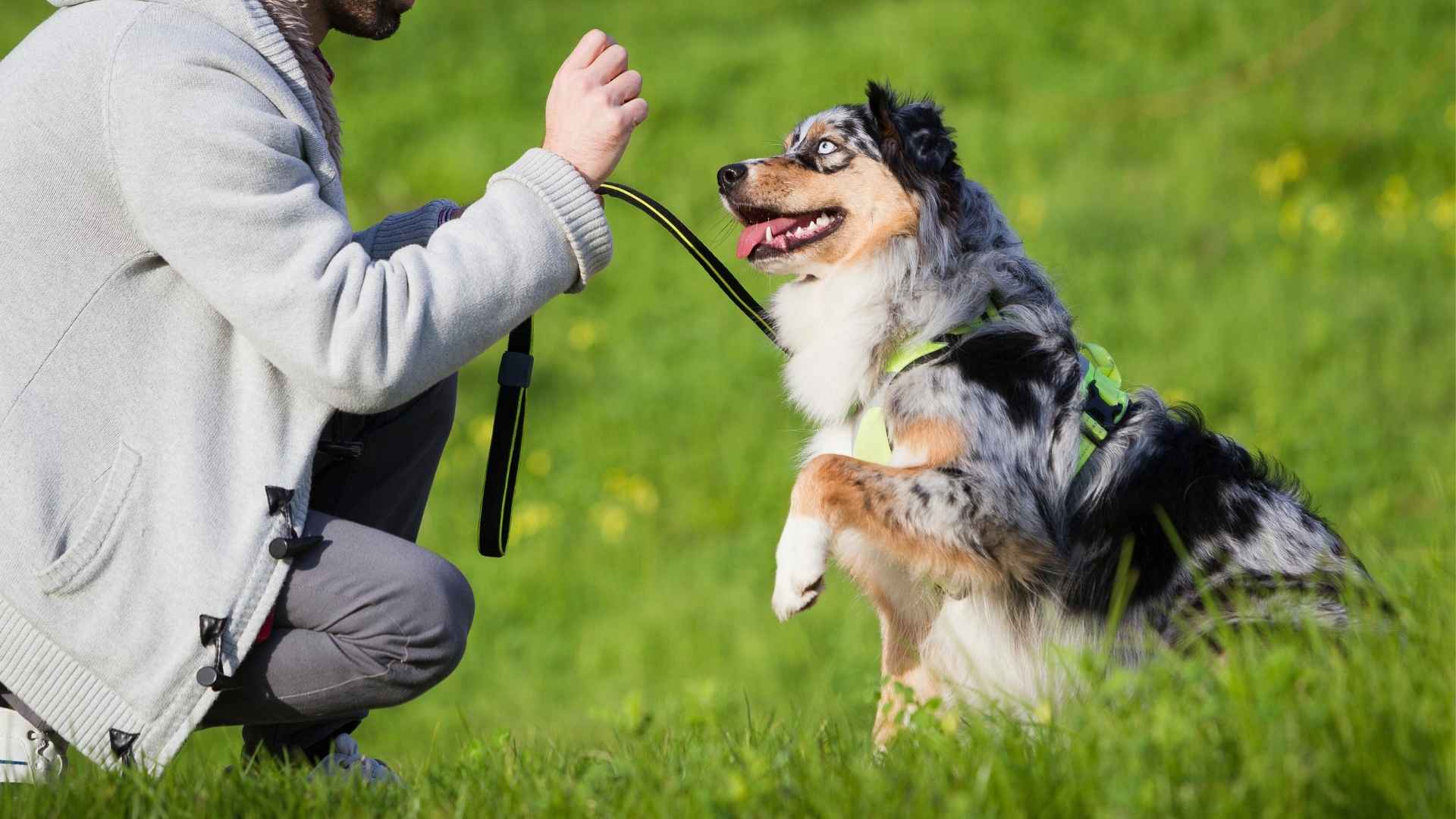 9 Dog Breeds That Are Easier To Train Than Others