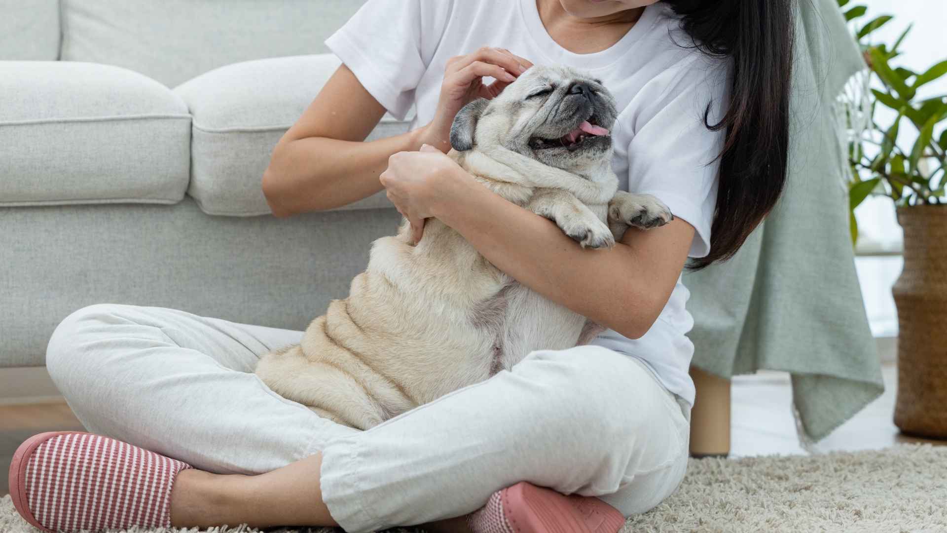 9 Dog Breeds That Consider You Family Forever
