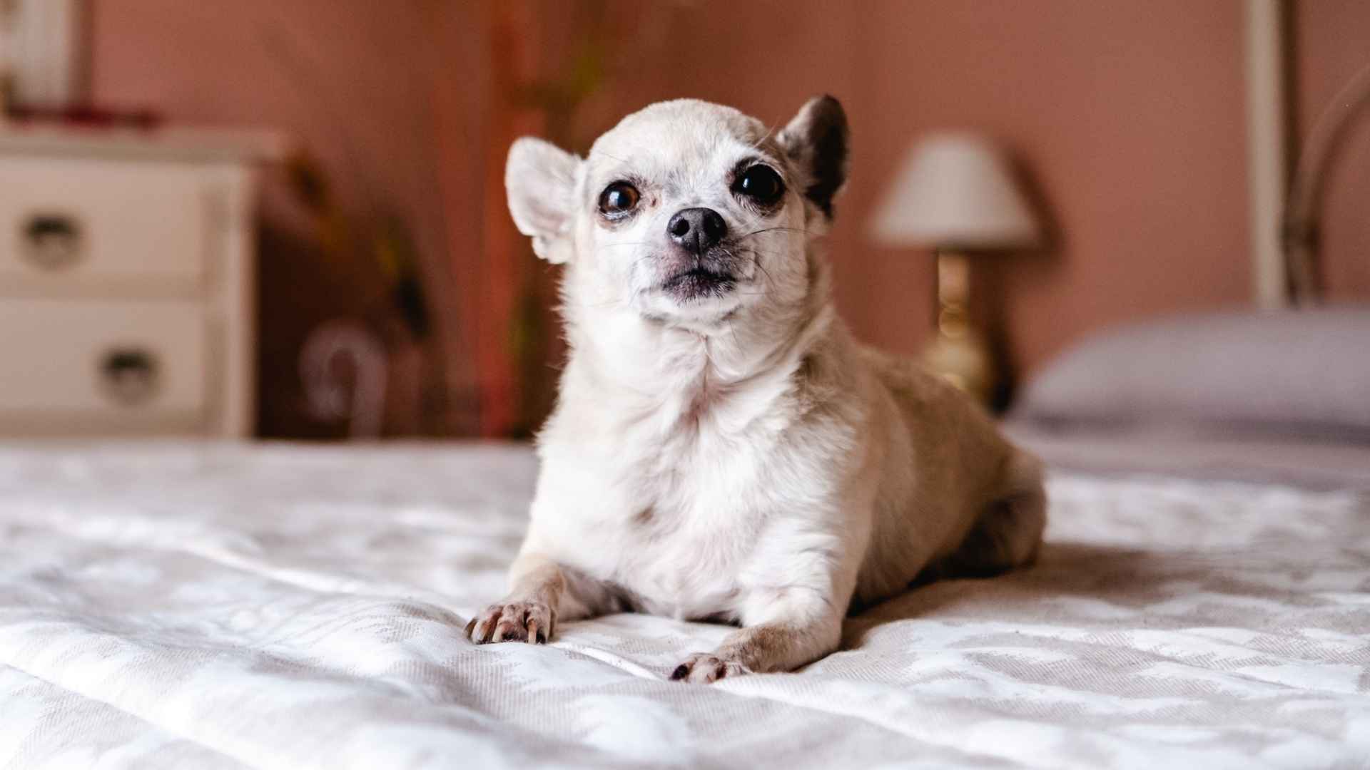9 Dog Breeds That Drool the Least for a Cleaner Home