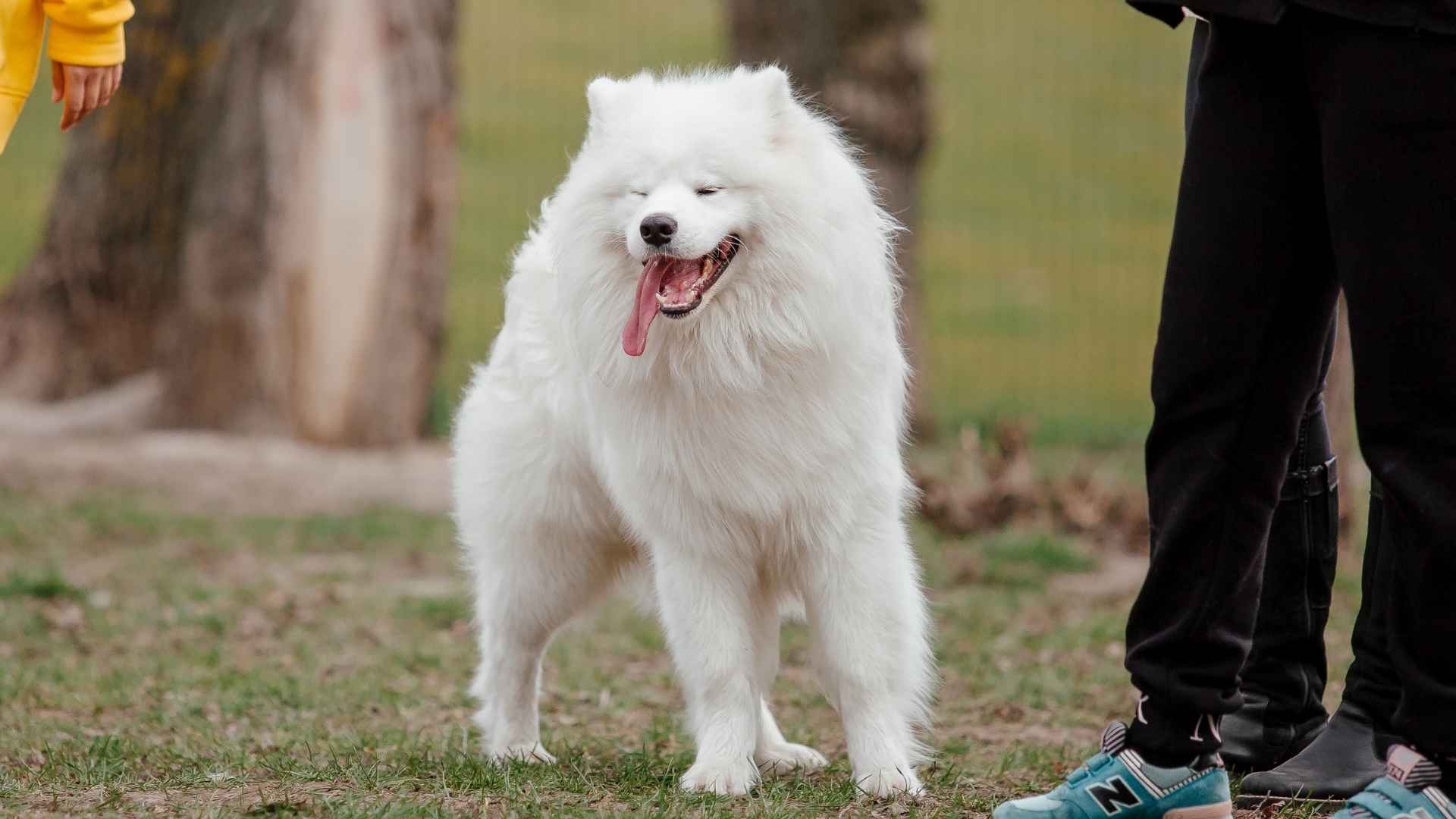 9 Dog Breeds That Have the Looks and Feel the Joy