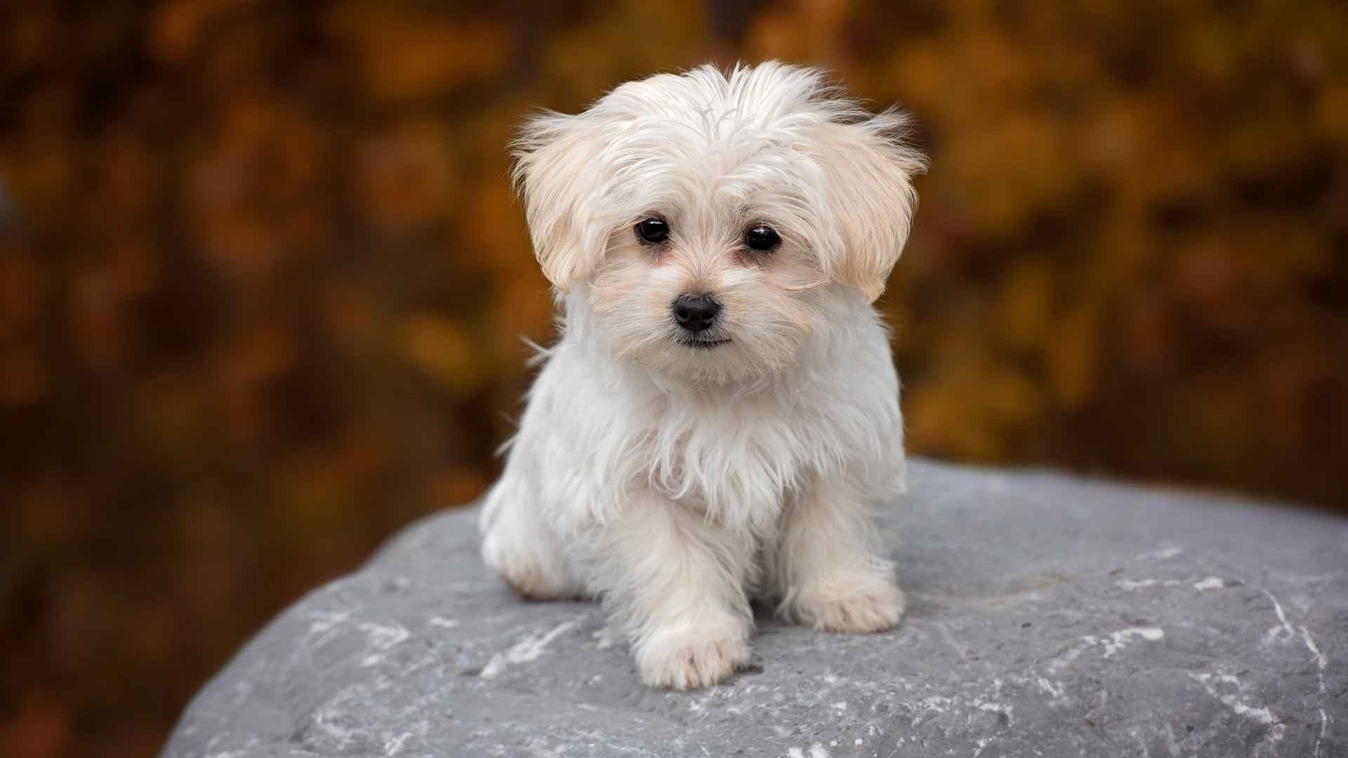 9 Dog Breeds That Look Like Puppies