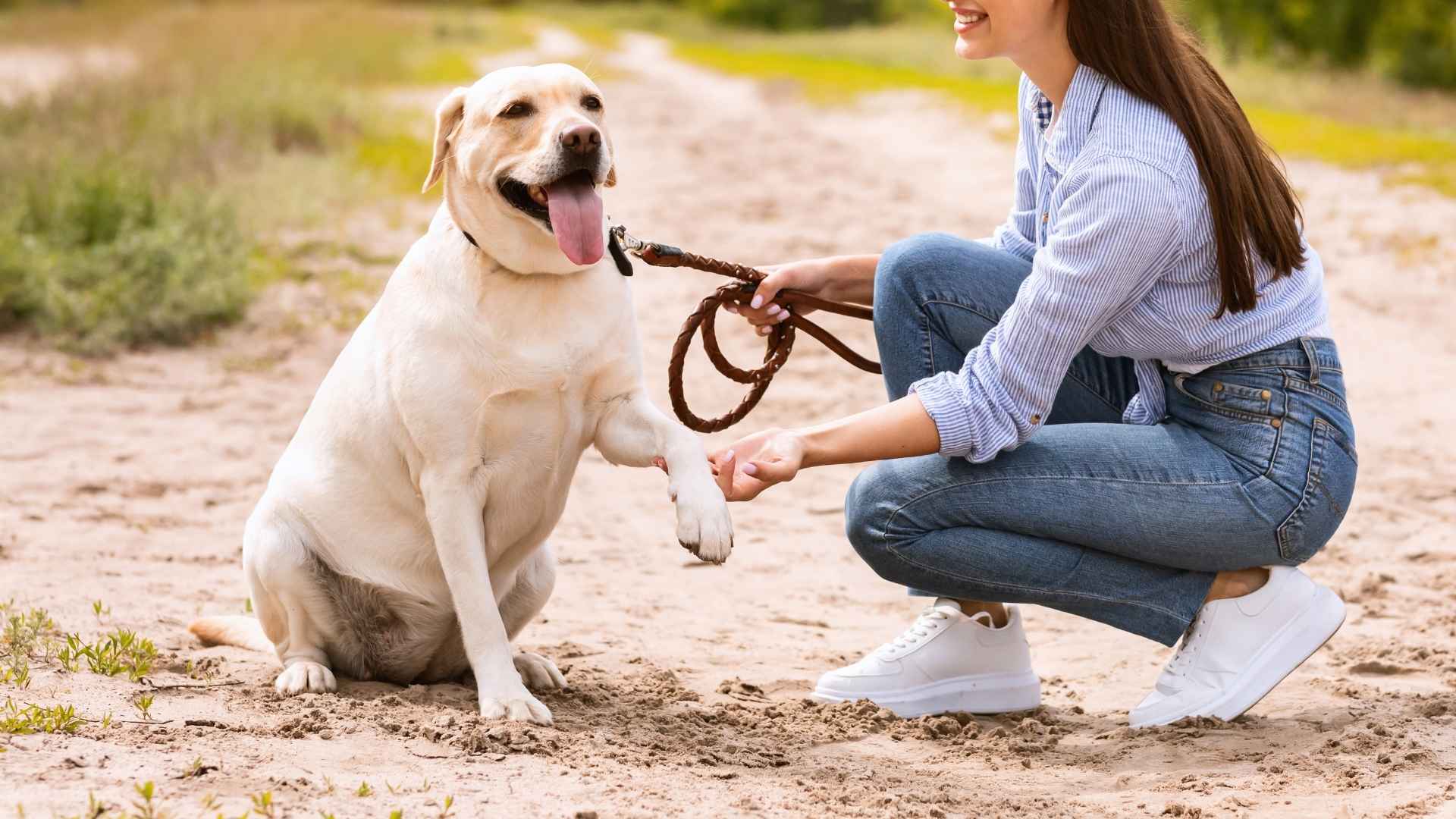 Take a look at the top nine dog breeds that thrive on human companionship over canine friendships. Learn more and find your perfect furry friend today!