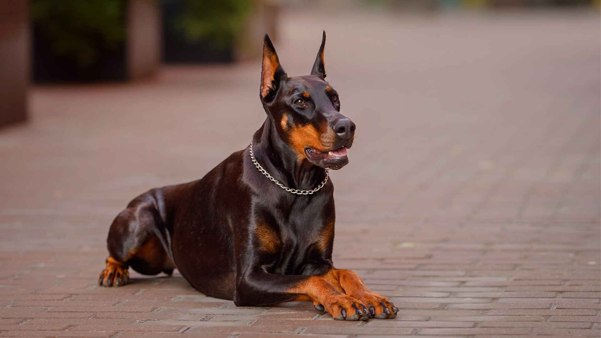 9 Dog Breeds With Most Protective Personalities