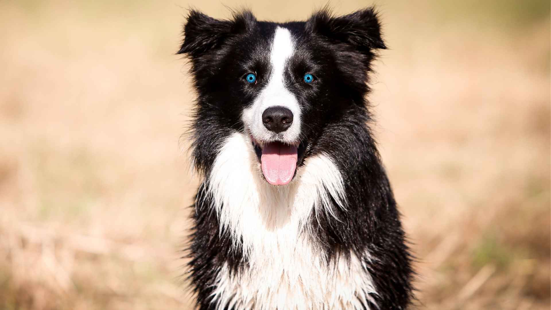 9 Dog Breeds with Mesmerizing Blue Eyes That Steal the Spotlight