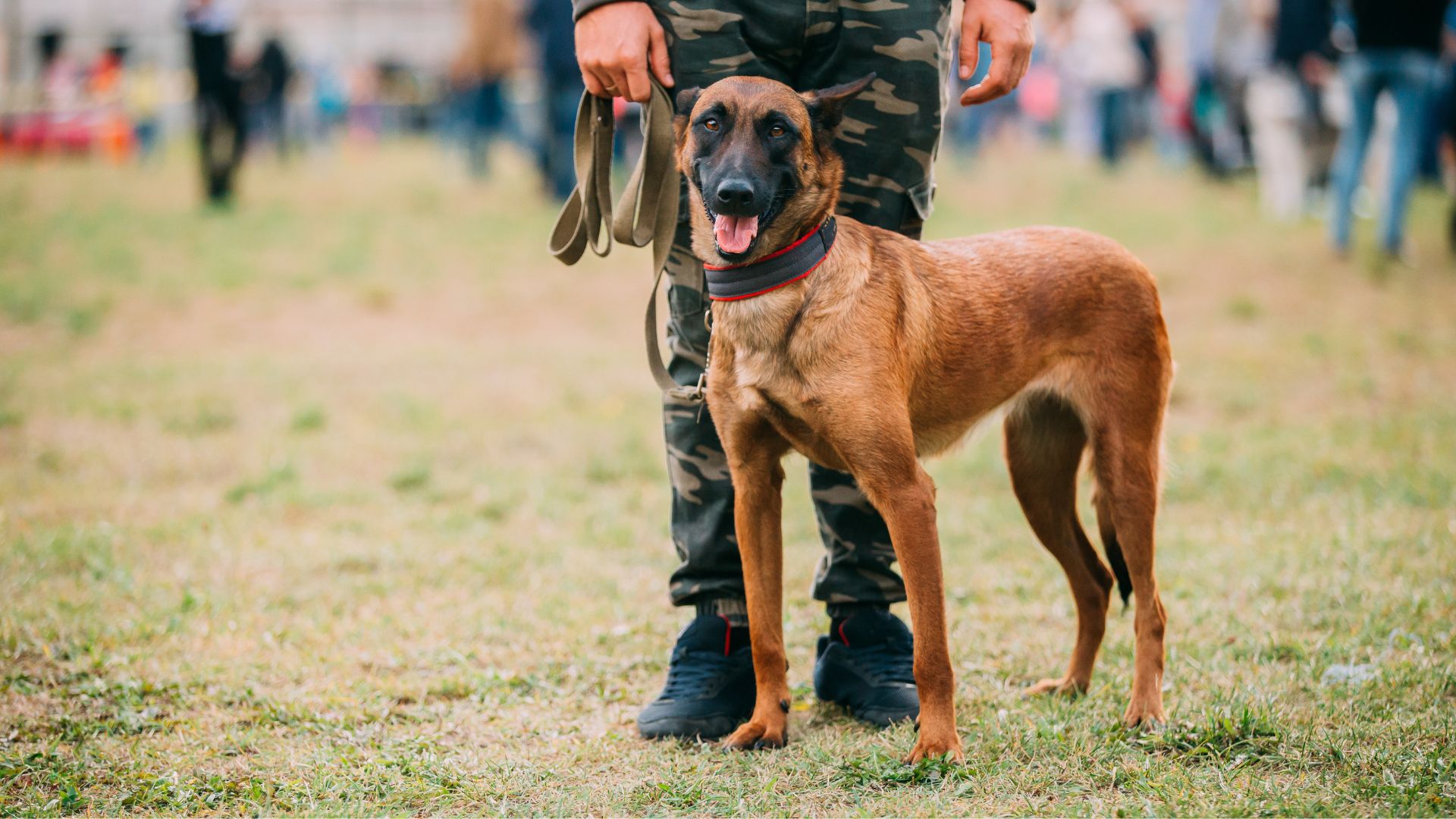 9 Fearless Dog Breeds That Lead The Way