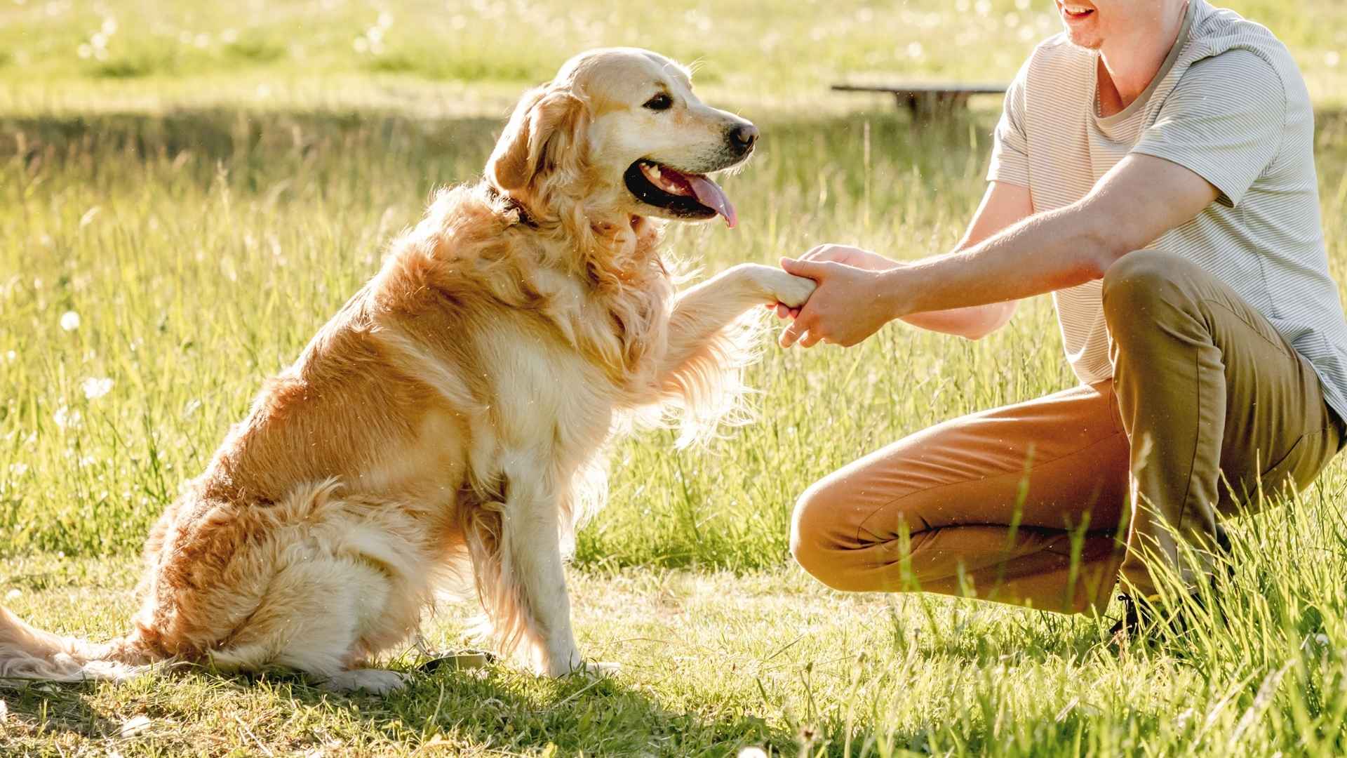 9 Friendly Dog Breeds Known For Their Temperament