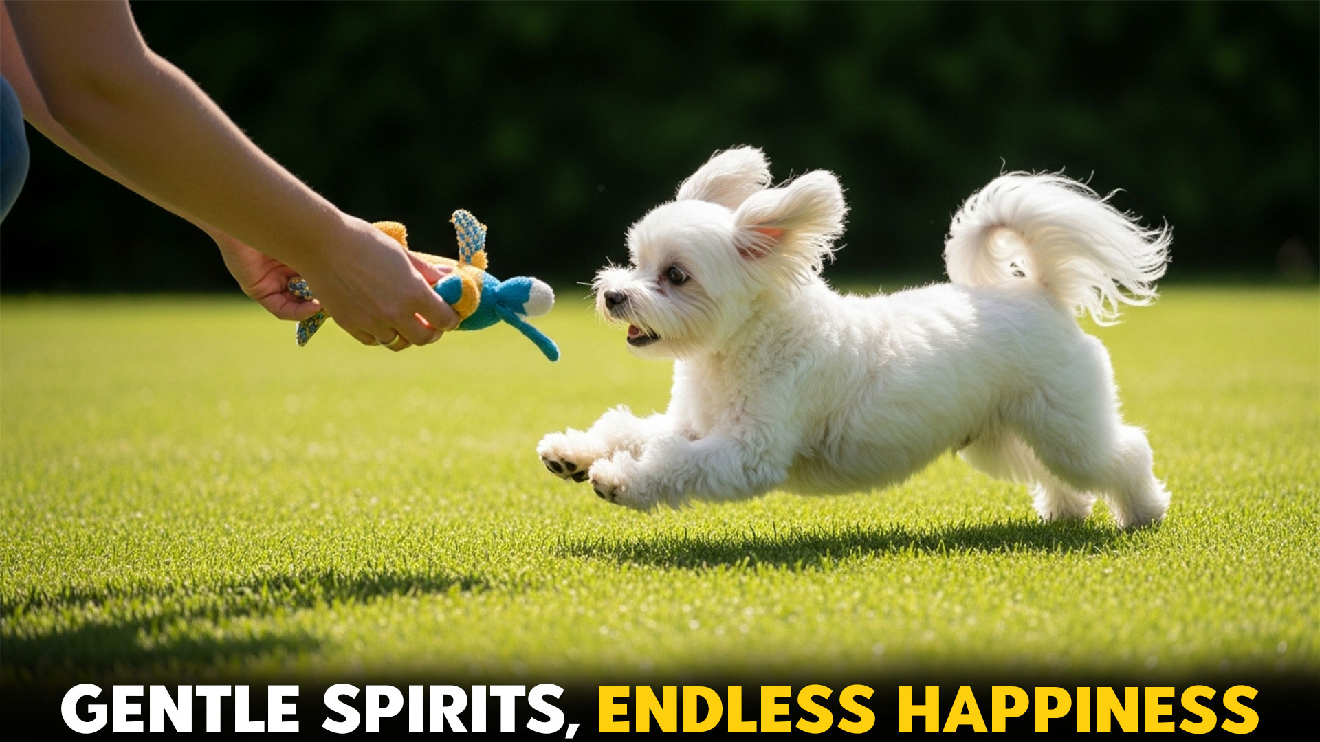 9-Gentle-Dog-Breeds-That-Bring-Joy-to-Your-Home-Every-Day