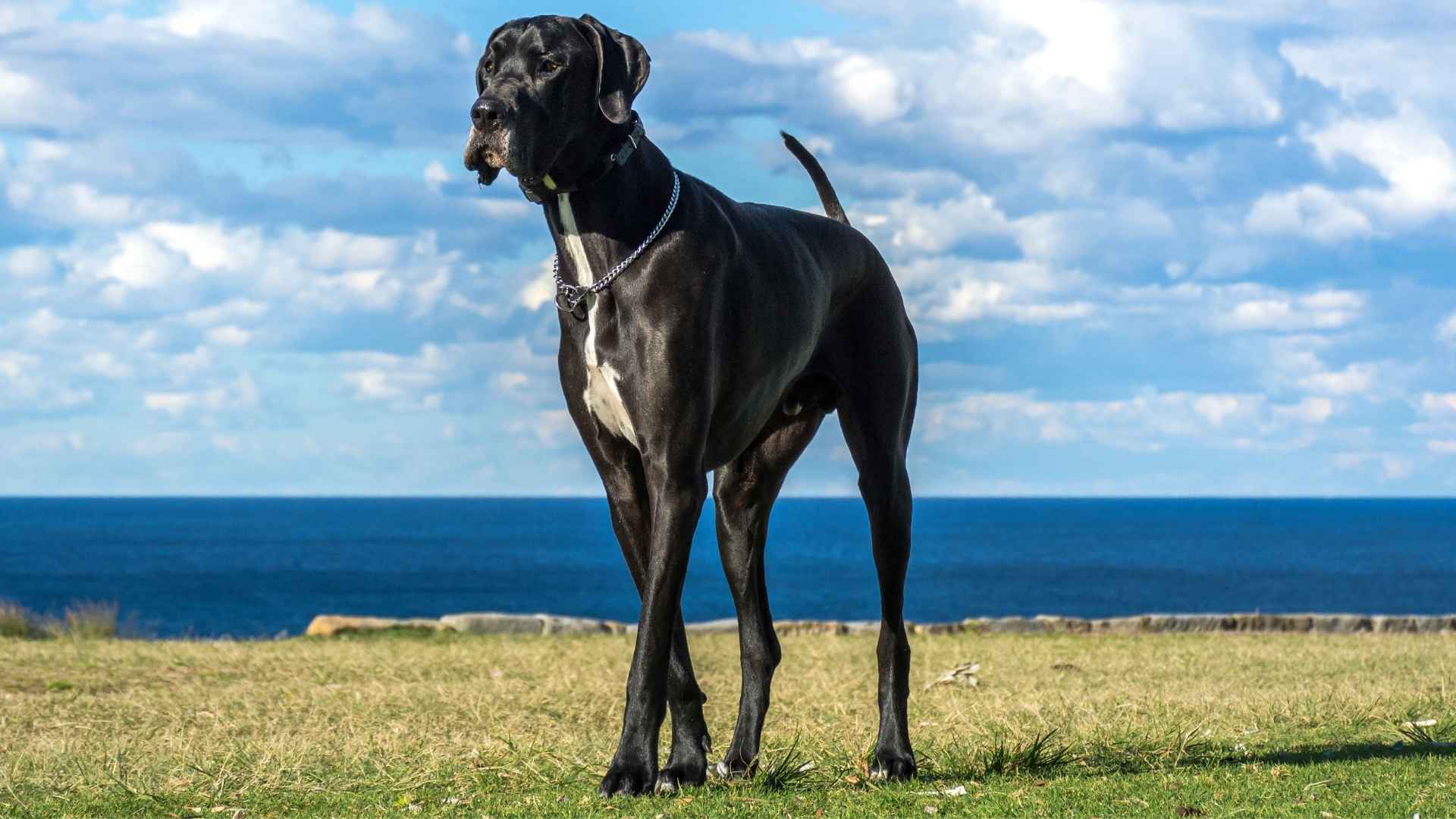 9 Gentle Giant Dog Breeds With Tender Hearts