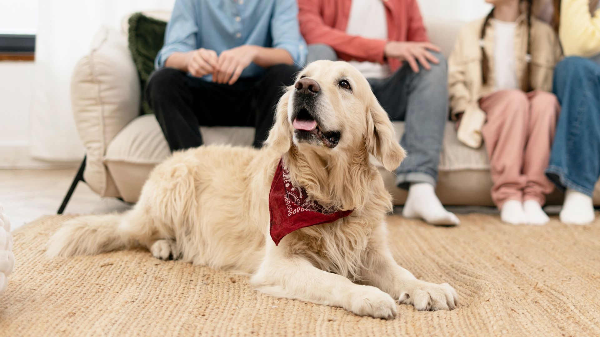 9 Guard Dog Breeds Considered as Family Members