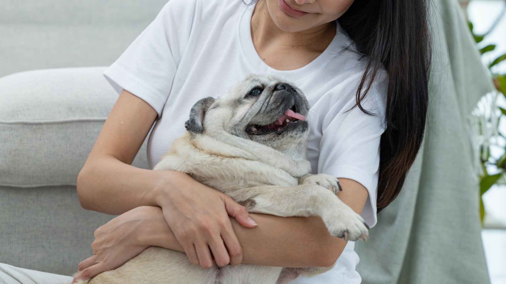 9 Happiest Dog Breeds Ideal For Gentle People Who Treasure Companionship