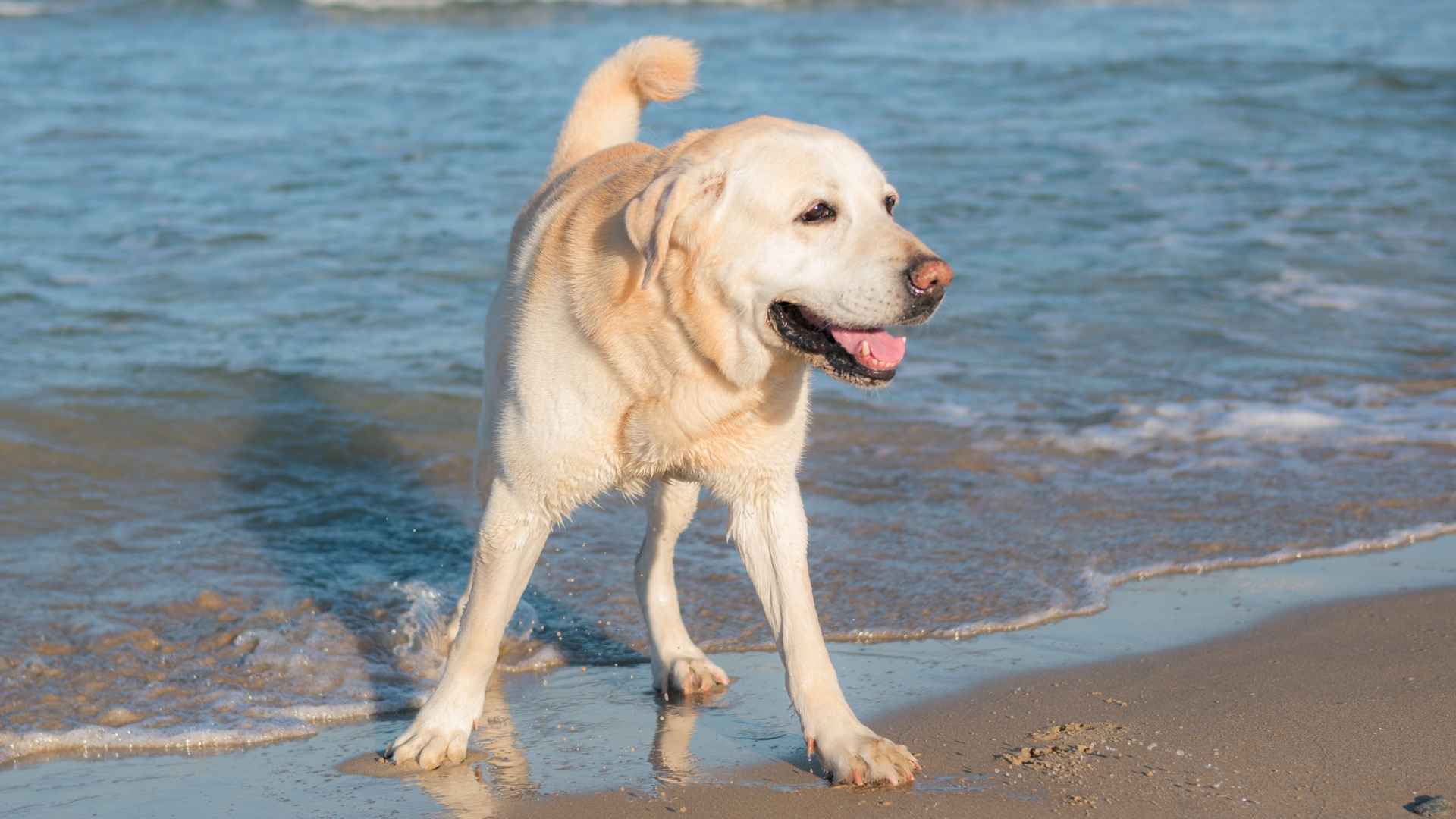 9 Happiest Dog Breeds Suited for Coastal Living