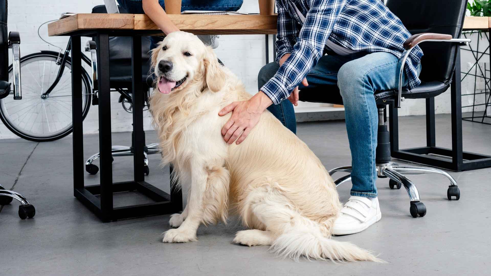 9 Happiest Dog Breeds To Boost Work Ethic
