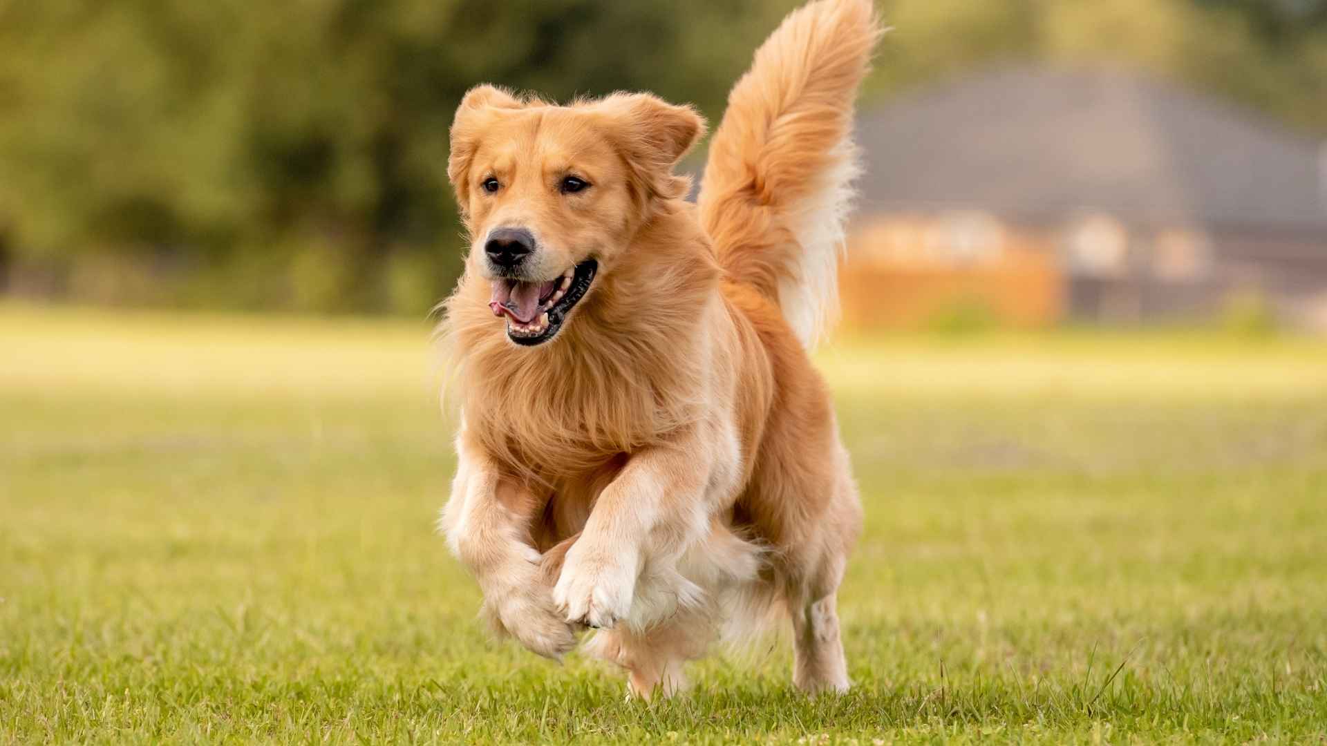 9 Happiest Dog Breeds To Fill Any Empty Space